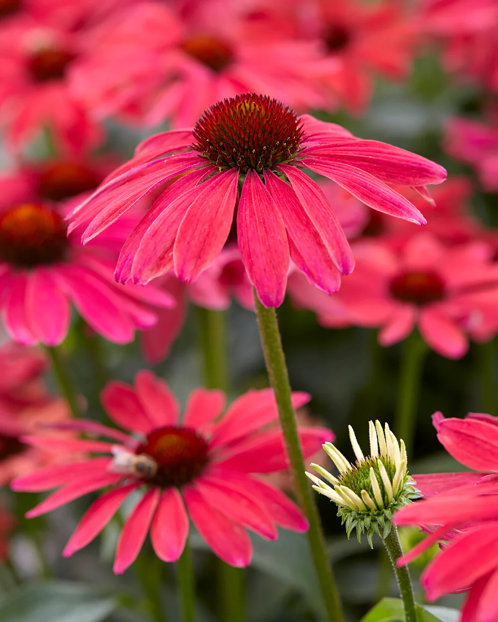 Echinacea 'Sweet Meadow Mama' - Image 6