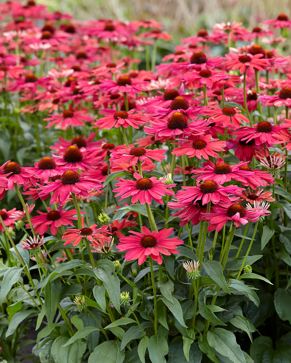 Echinacea 'Sweet Meadow Mama' - Image 7