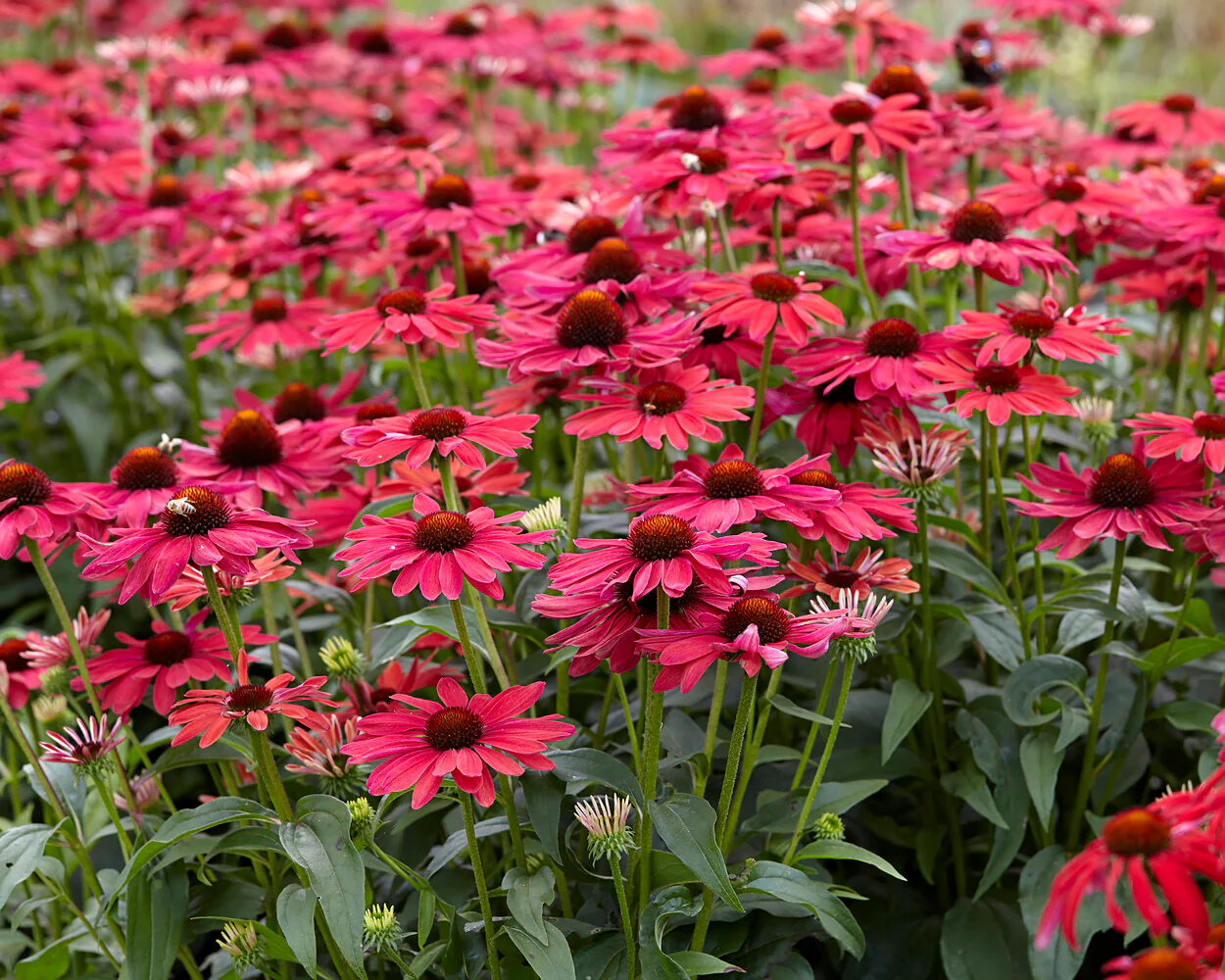 Echinacea 'Sweet Meadow Mama' - Image 8