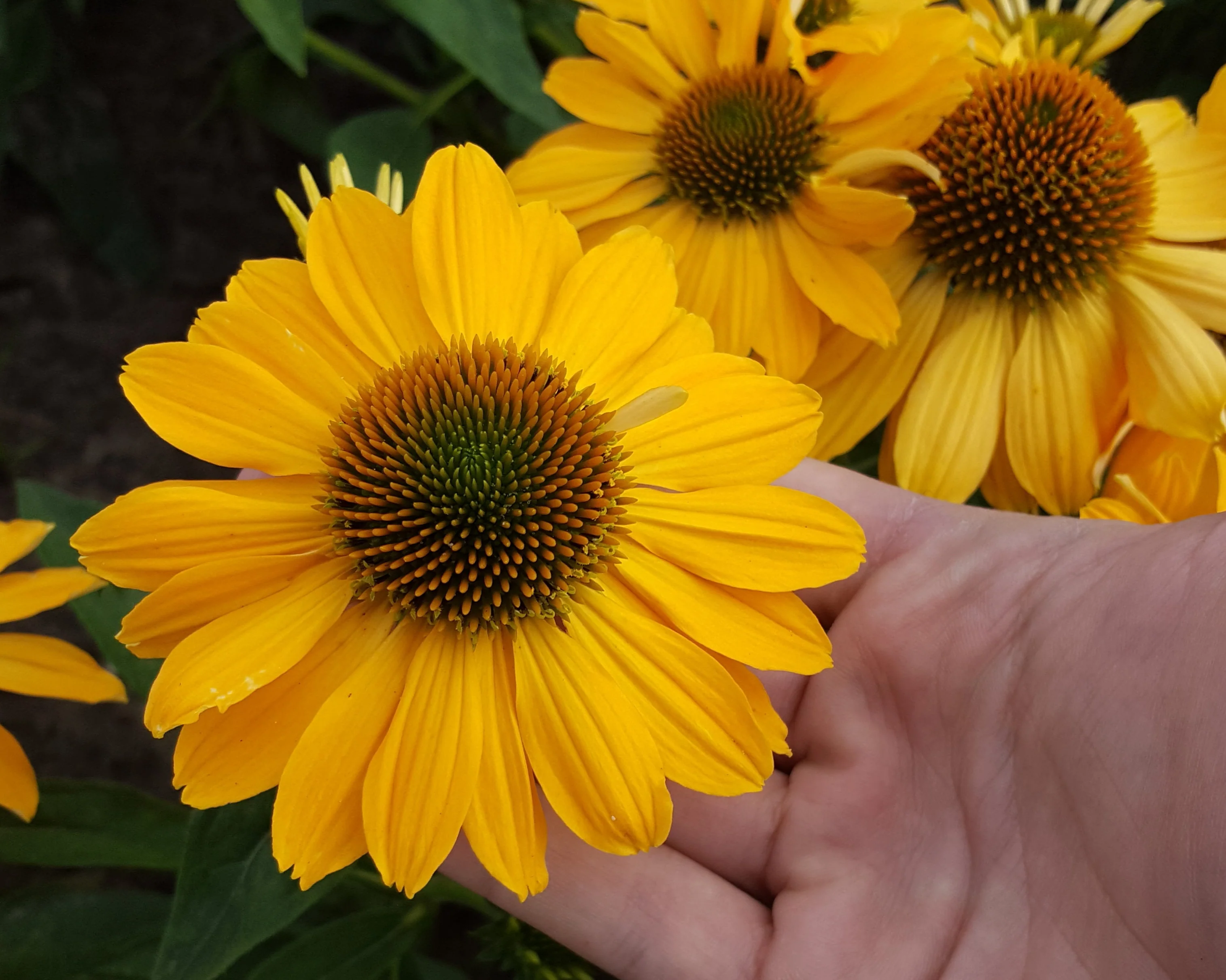 Echinacea 'Tweety' - Image 3