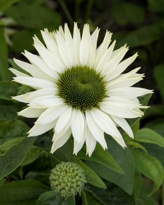 Echinacea 'Virgin' - Image 2