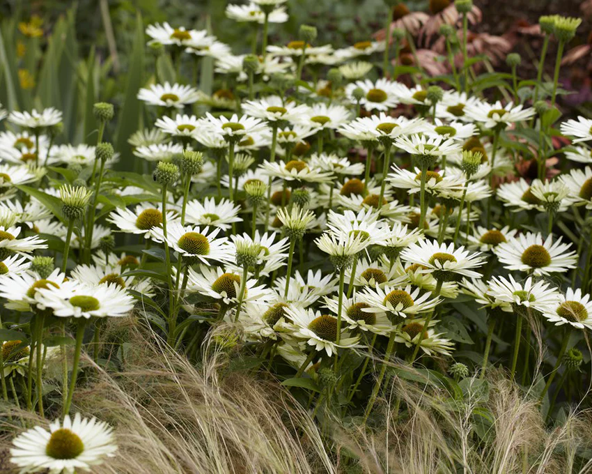 Echinacea 'Virgin' - Image 3