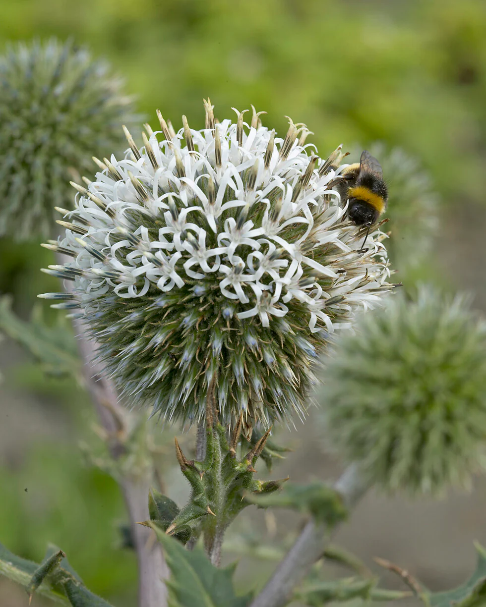 Echinops 'Arctic Glow' - Image 3