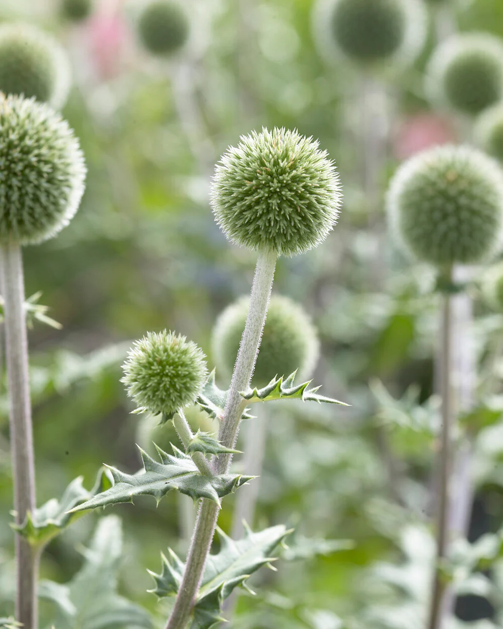 Echinops 'Arctic Glow' - Image 4