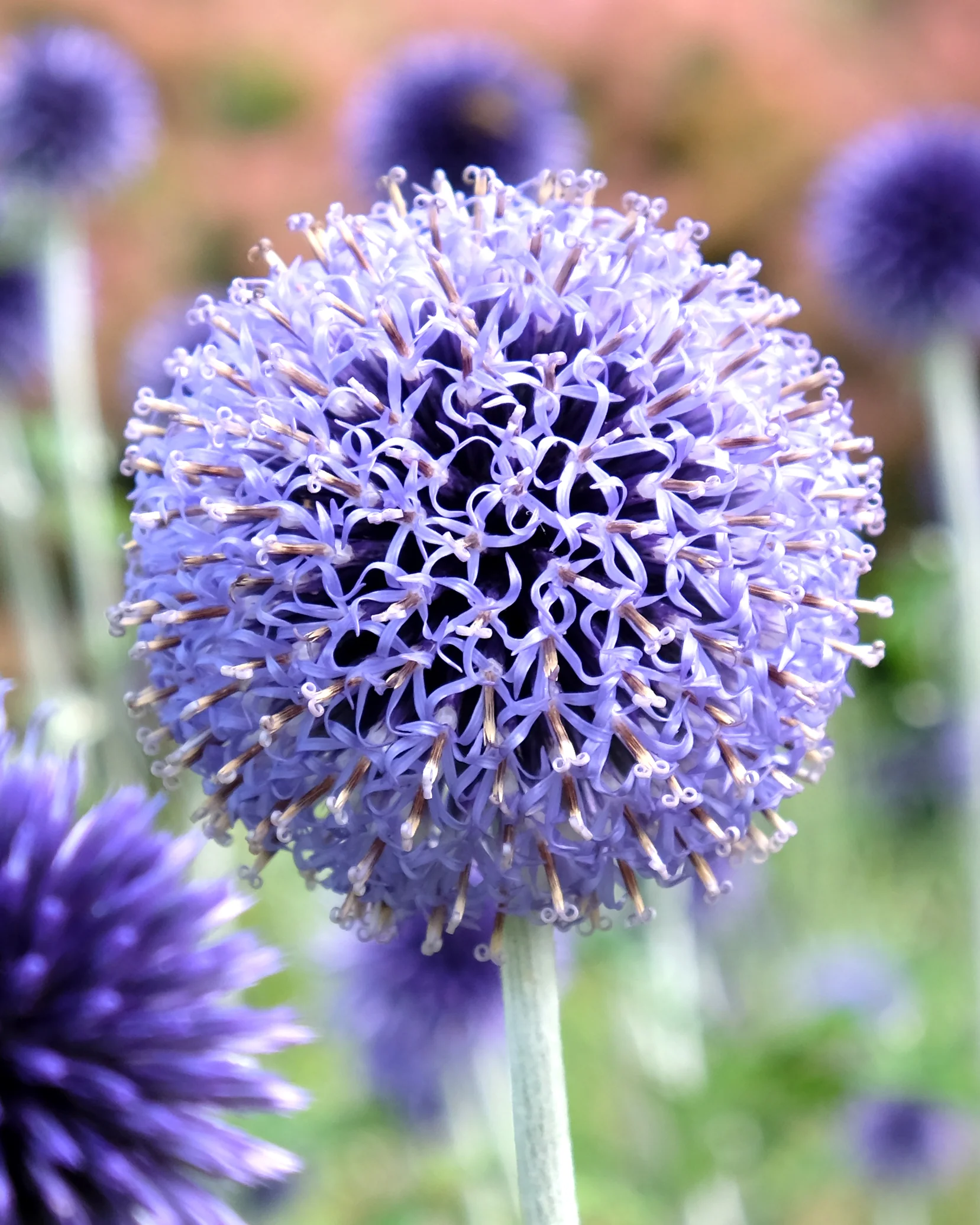 Echinops ritro - Image 3
