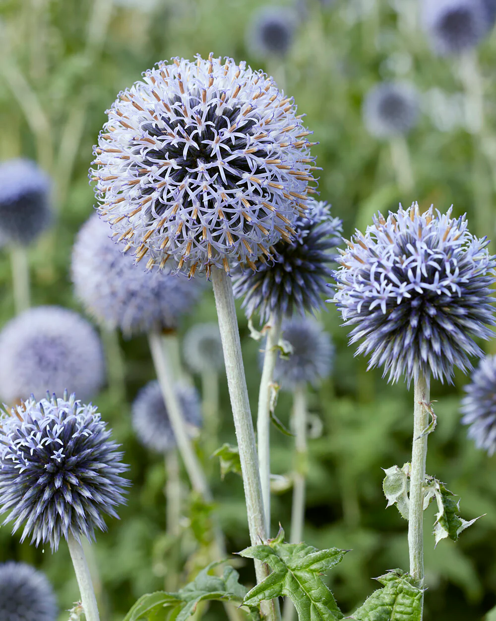 Echinops ritro - Image 4