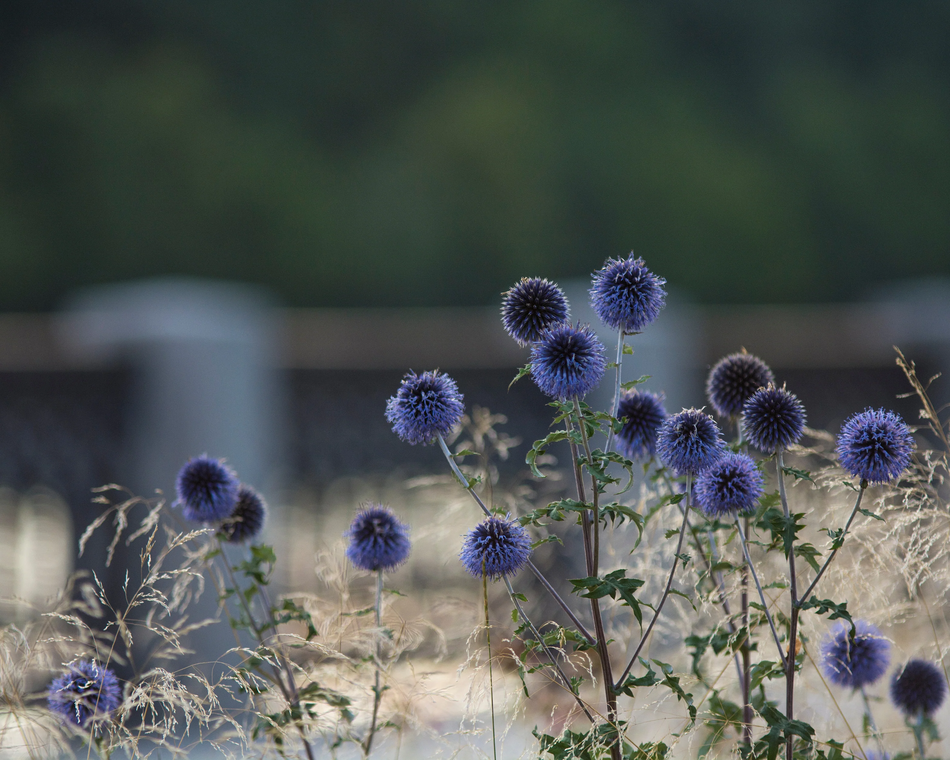Echinops 'Veitch's Blue' - Image 10