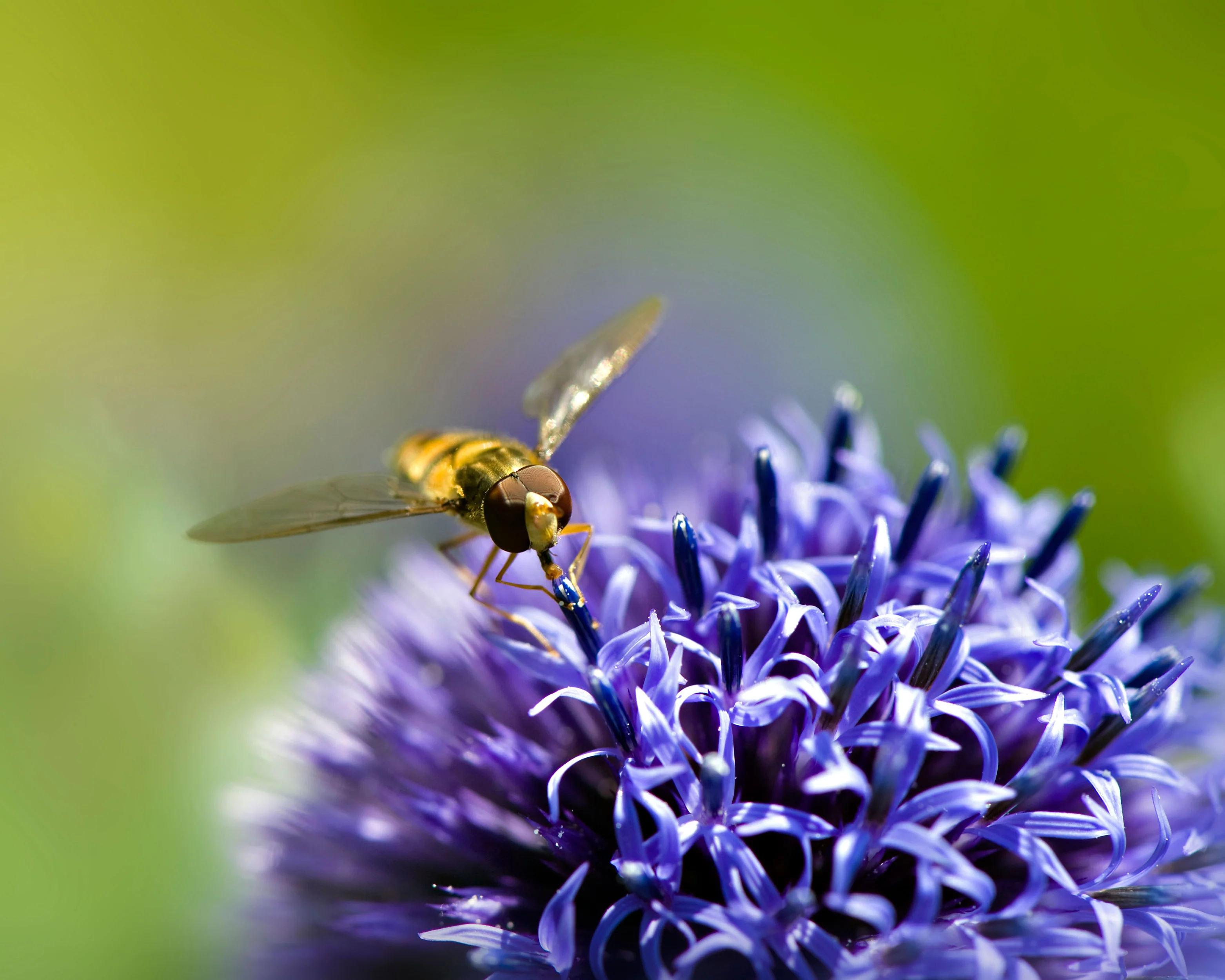 Echinops 'Veitch's Blue' - Image 11