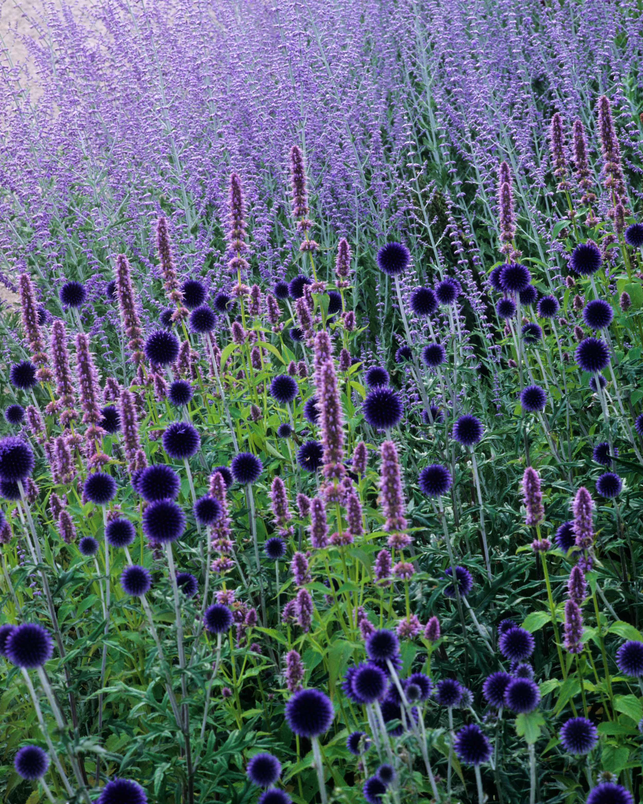 Echinops 'Veitch's Blue' - Image 13