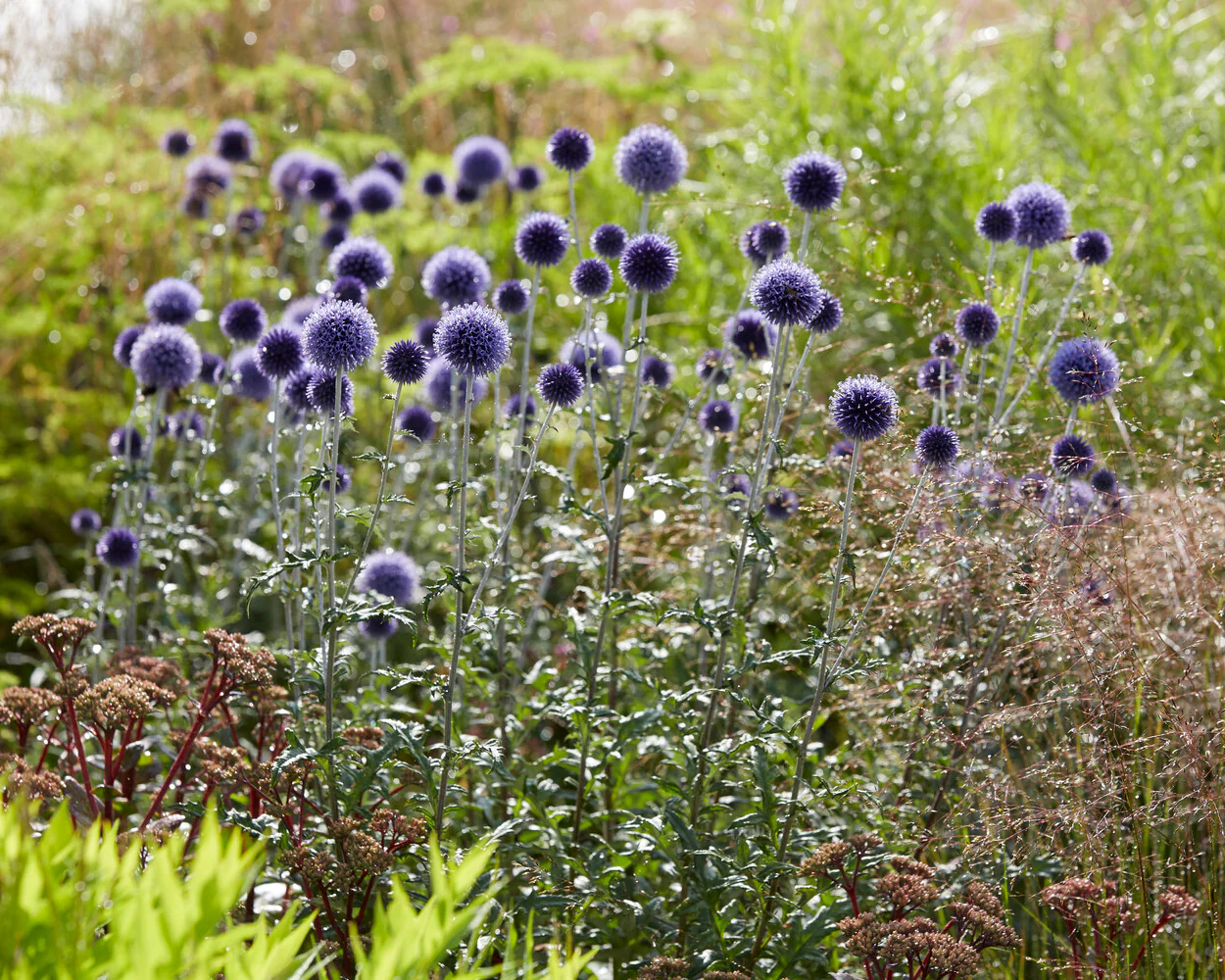 Echinops 'Veitch's Blue' - Image 5