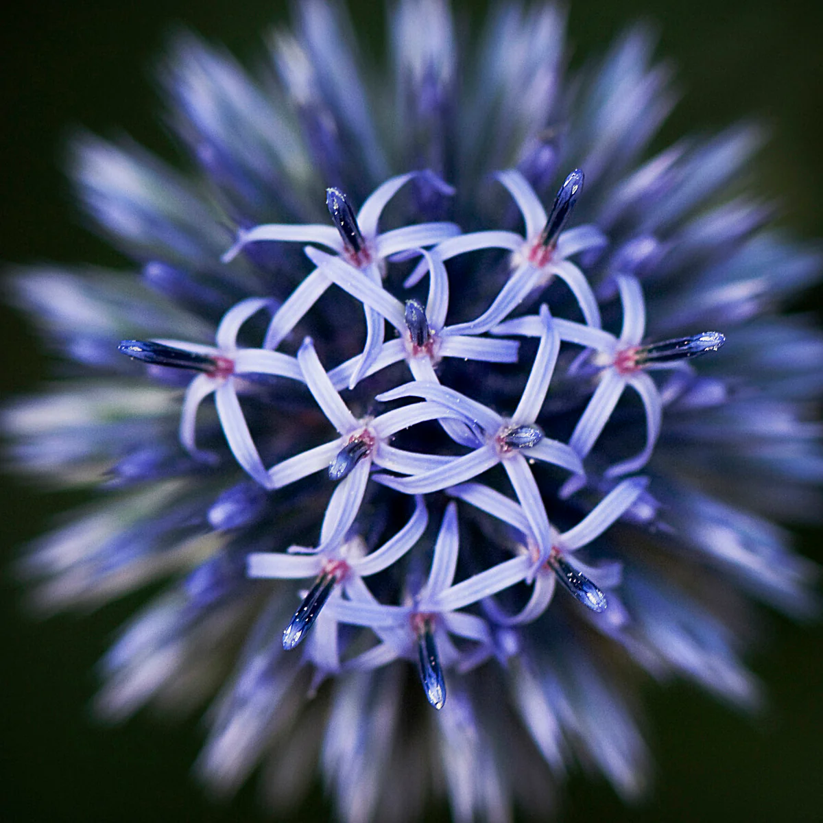 Echinops 'Veitch's Blue' - Image 6