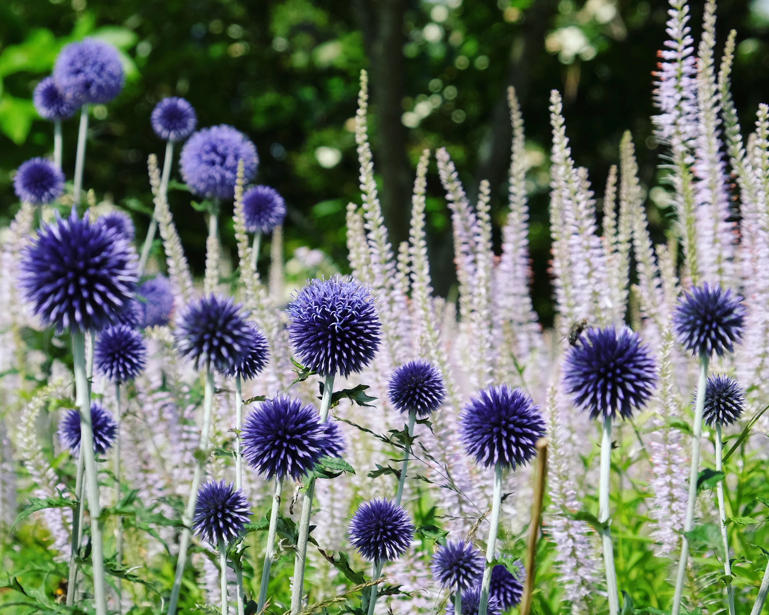 Echinops 'Veitch's Blue' - Image 8