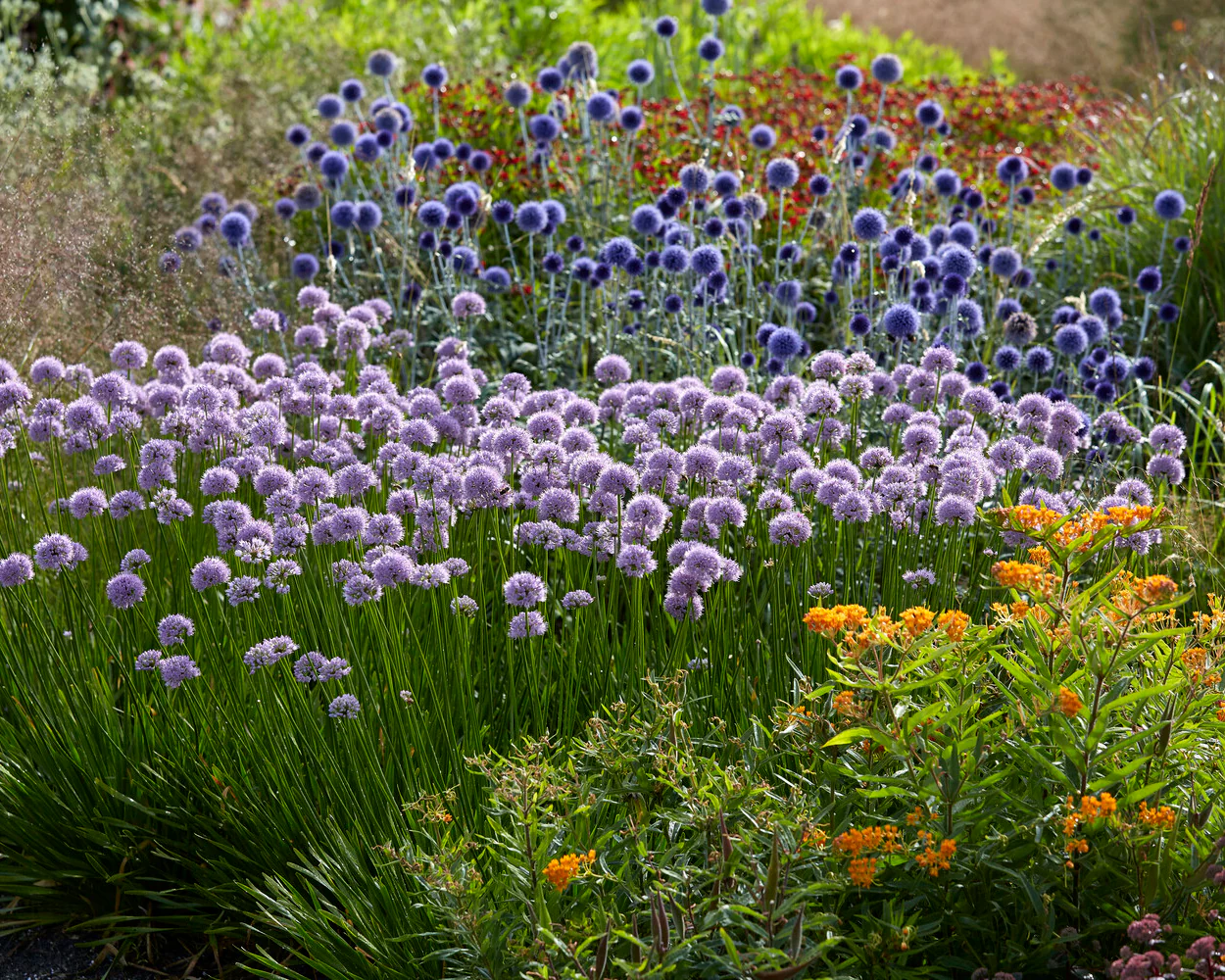 Echinops 'Veitch's Blue' - Image 9