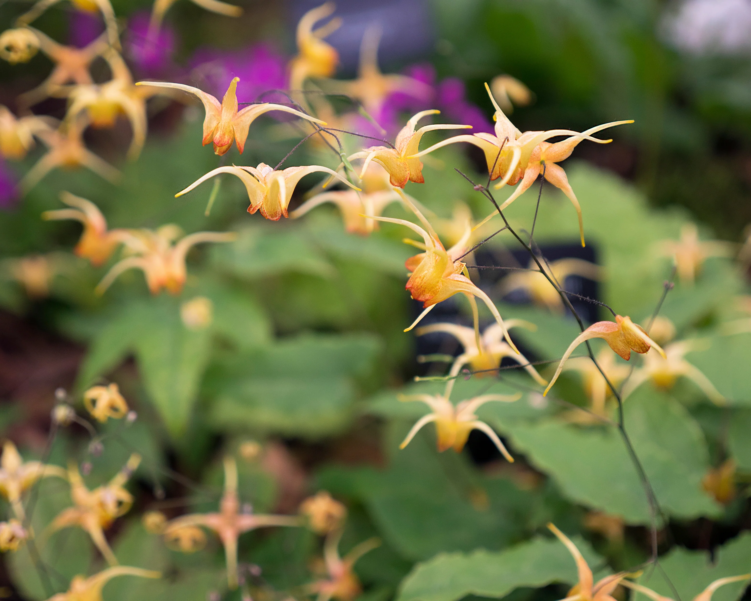 Epimedium 'Amber Queen' - Image 2
