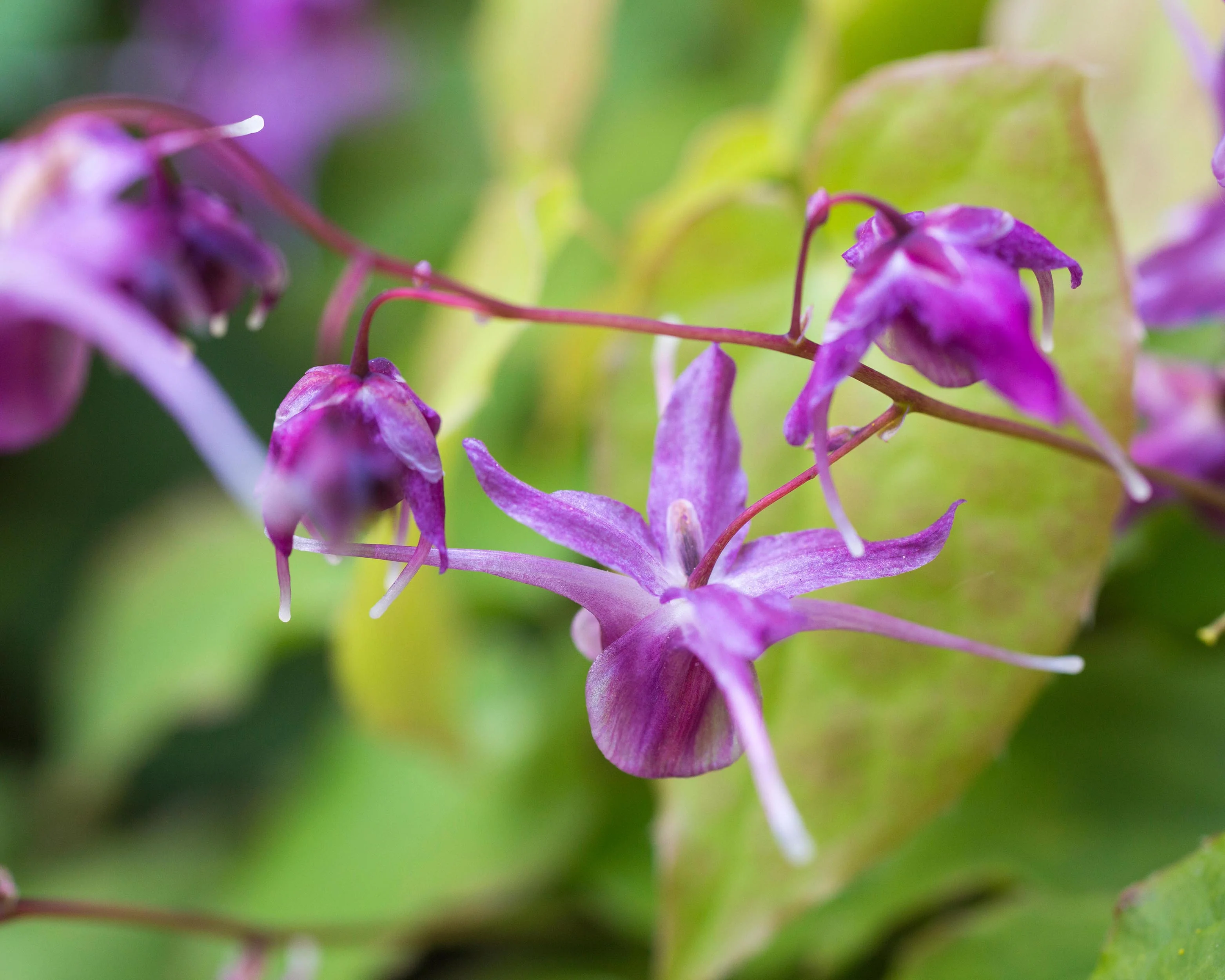 Epimedium 'Lilafee' - Image 10