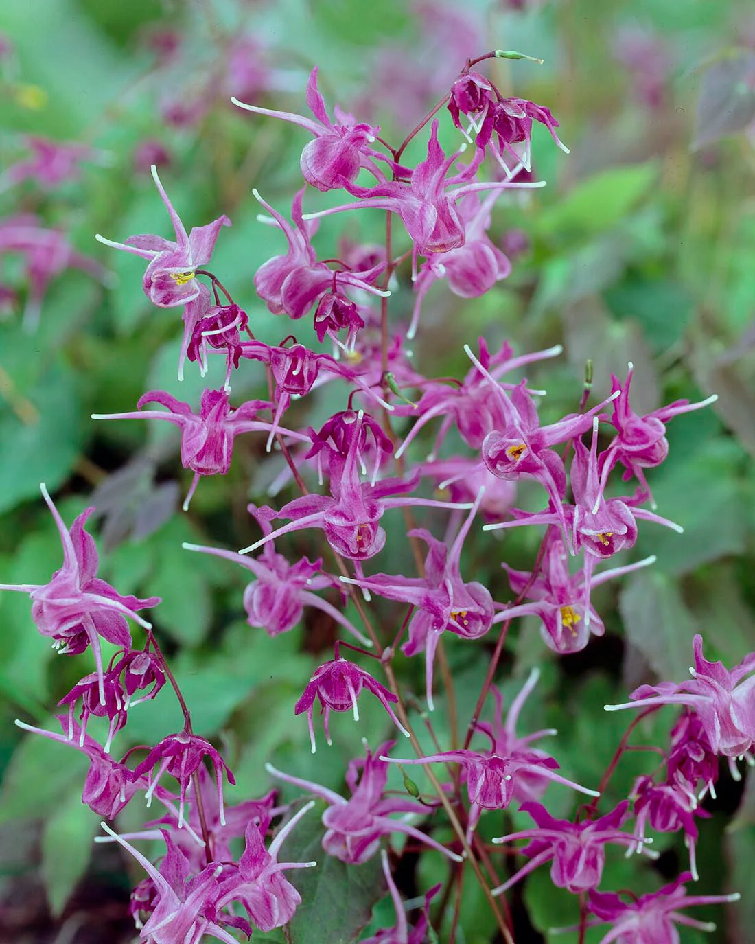 Epimedium 'Lilafee' - Image 6