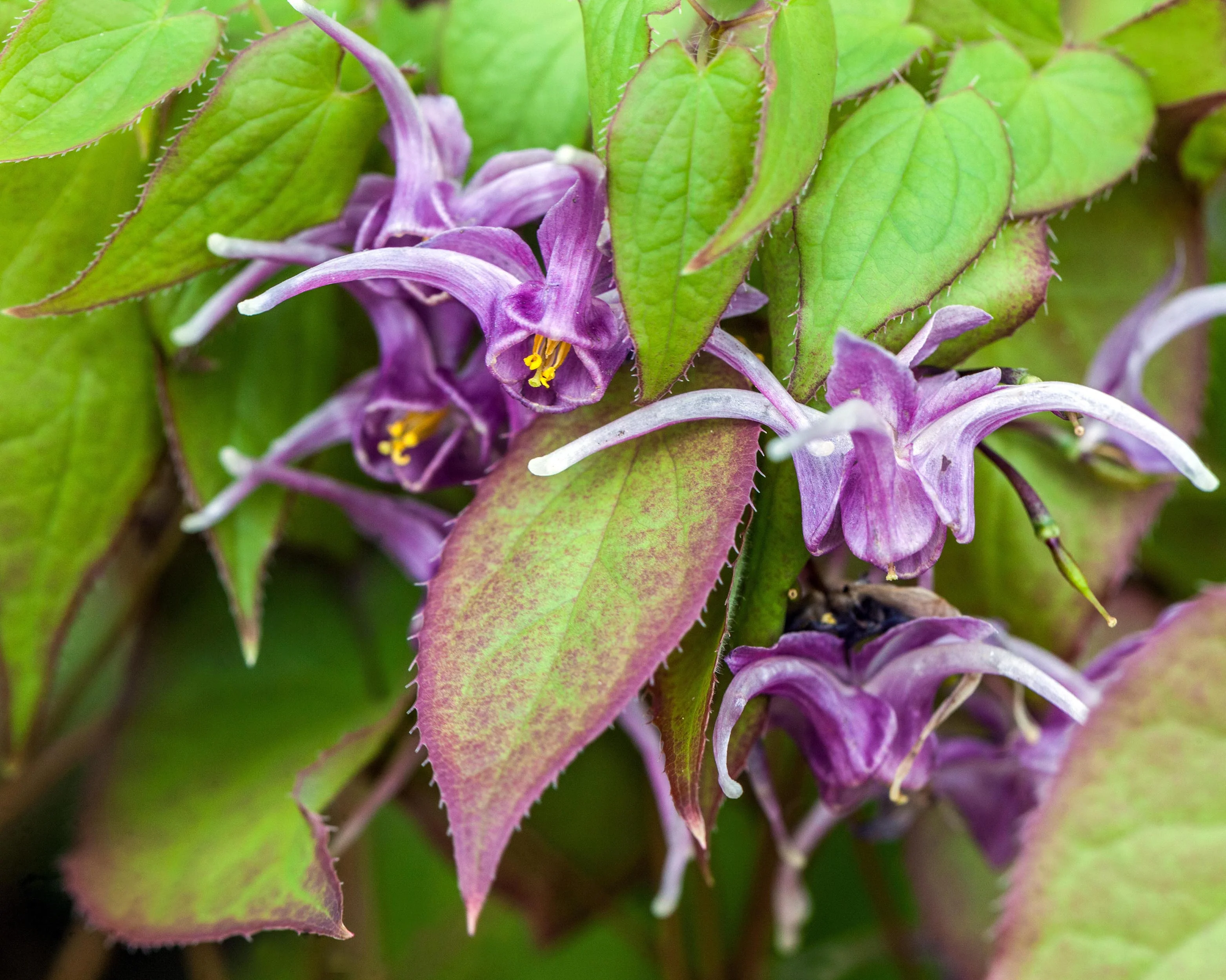 Epimedium 'Lilafee' - Image 8