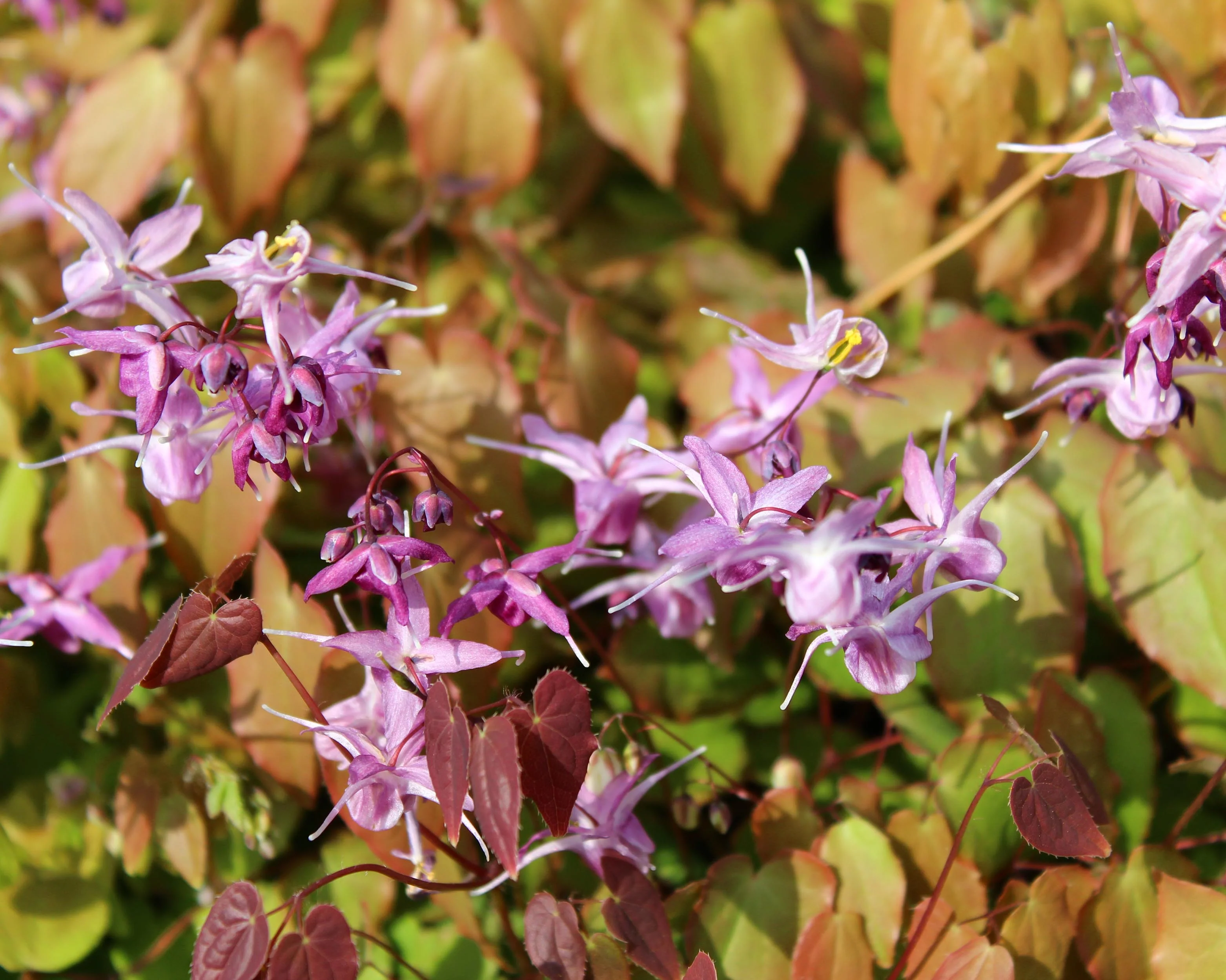Epimedium 'Lilafee' - Image 9