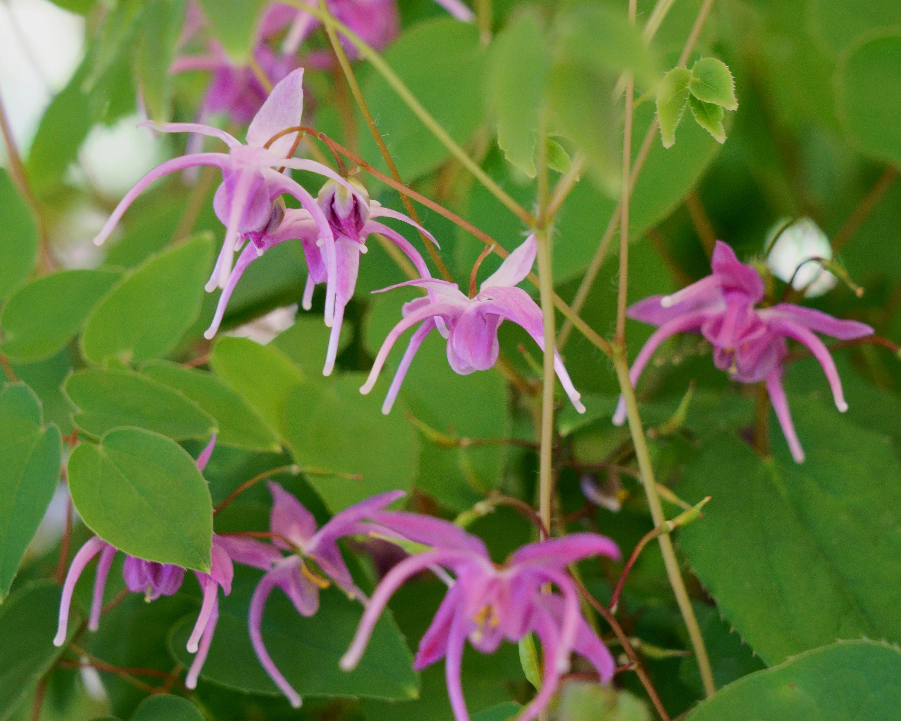 Epimedium 'Pink Elf' - Image 5