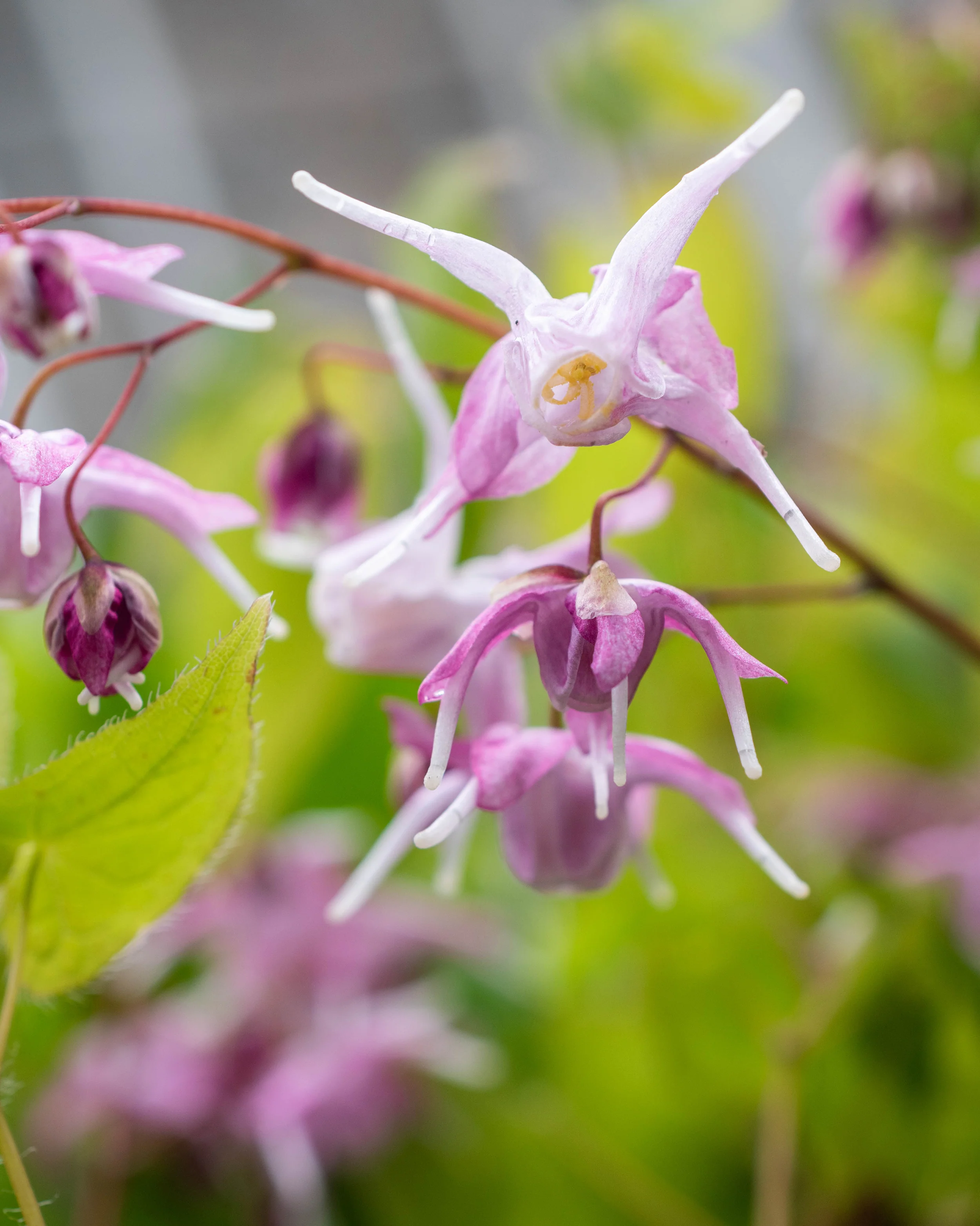 Epimedium 'Pink Elf' - Image 7