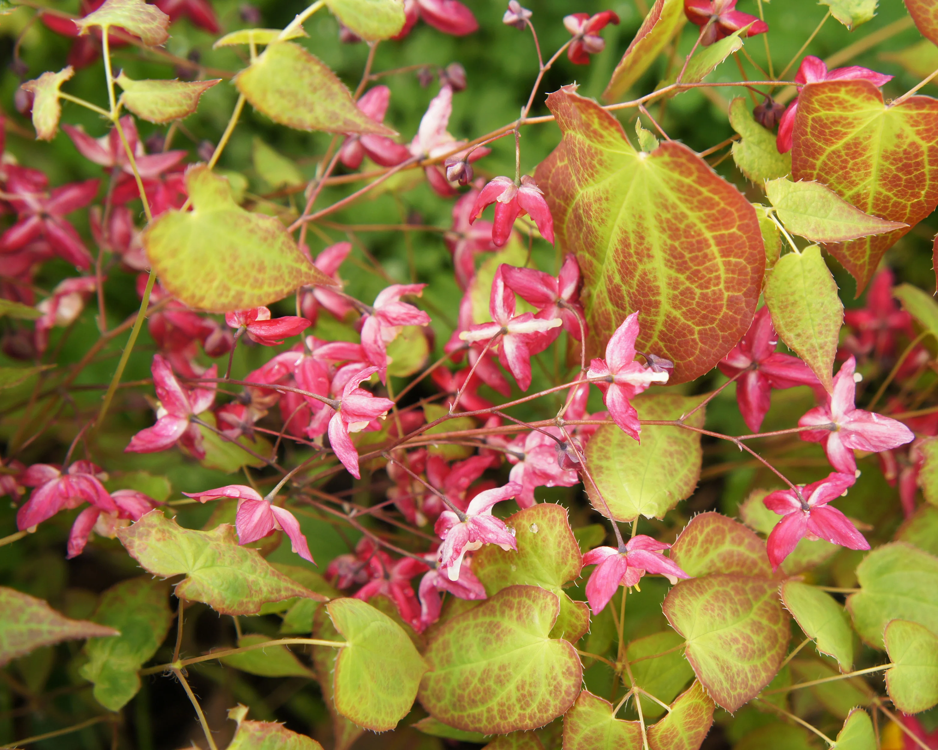 Epimedium × rubrum - Image 3