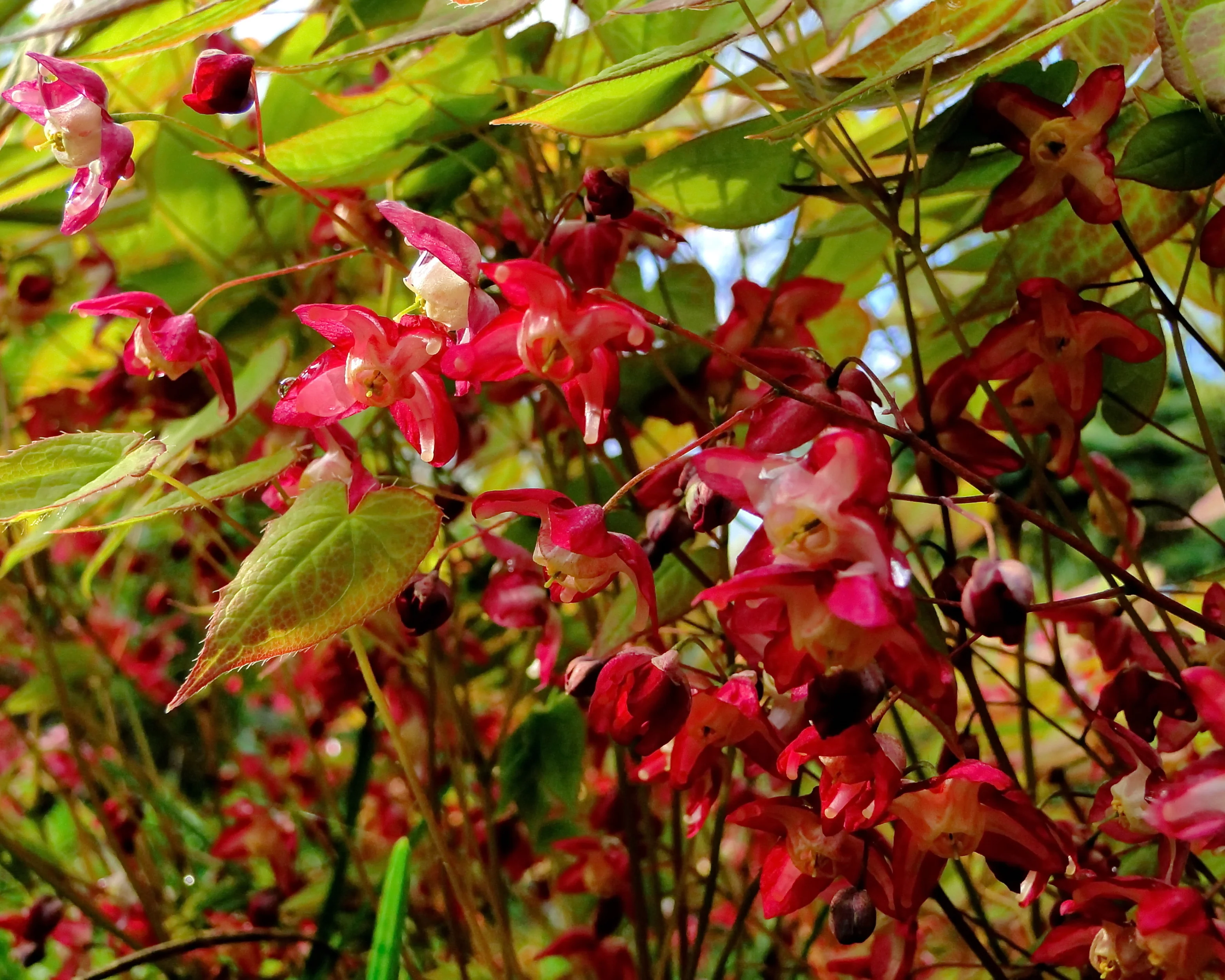 Epimedium × rubrum - Image 5