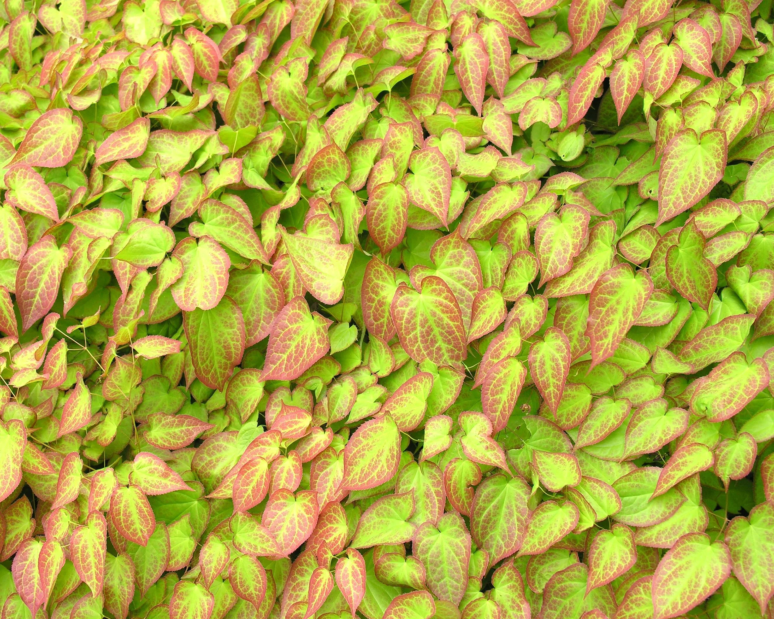 Epimedium × rubrum - Image 6