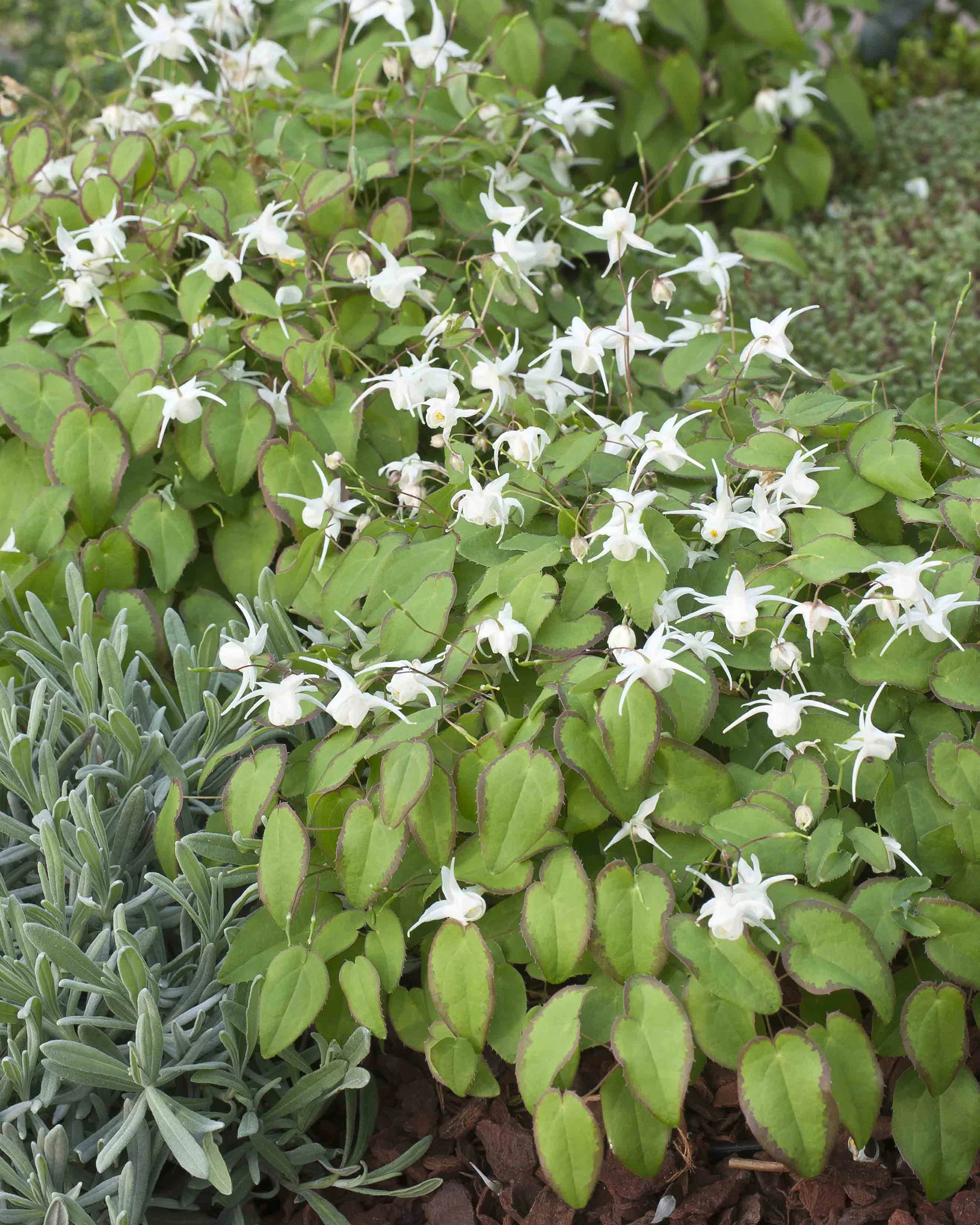 Epimedium 'White Hart' - Image 4