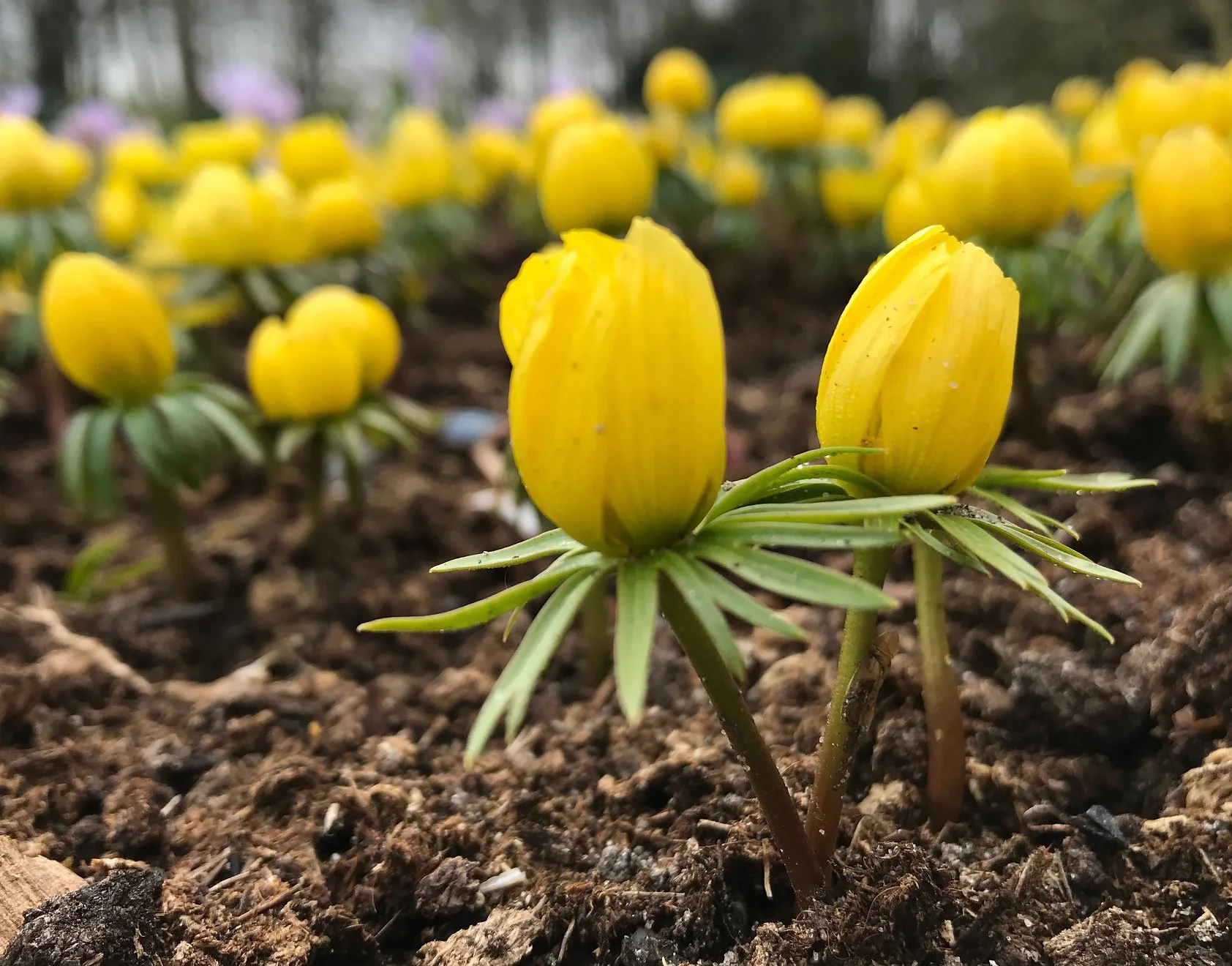 Eranthis hyemalis - Image 3