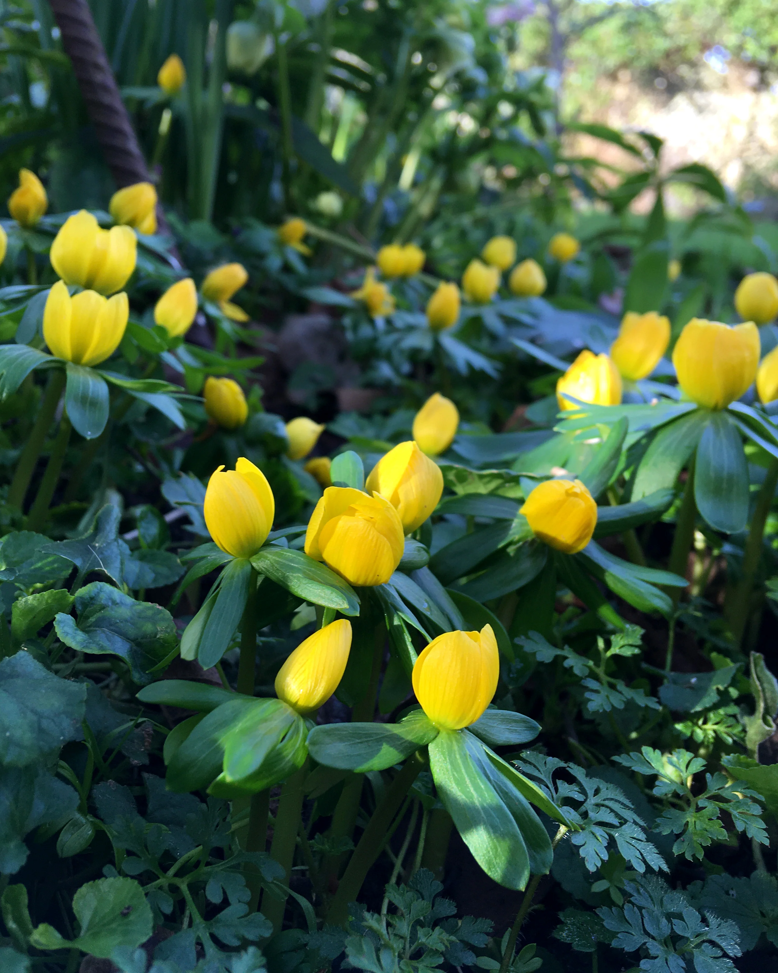 Eranthis hyemalis - Image 5