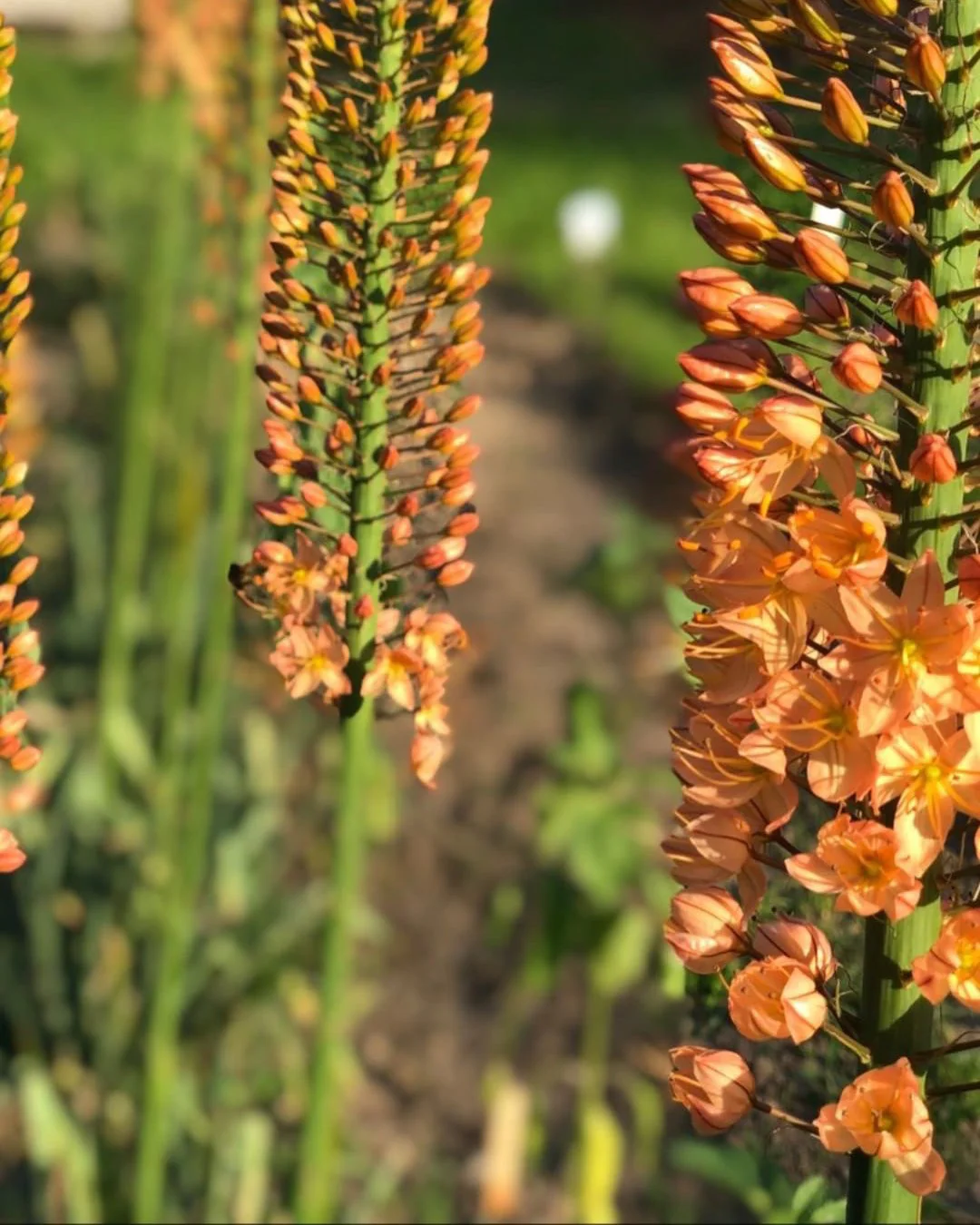 Eremurus 'Cleopatra' - Image 6