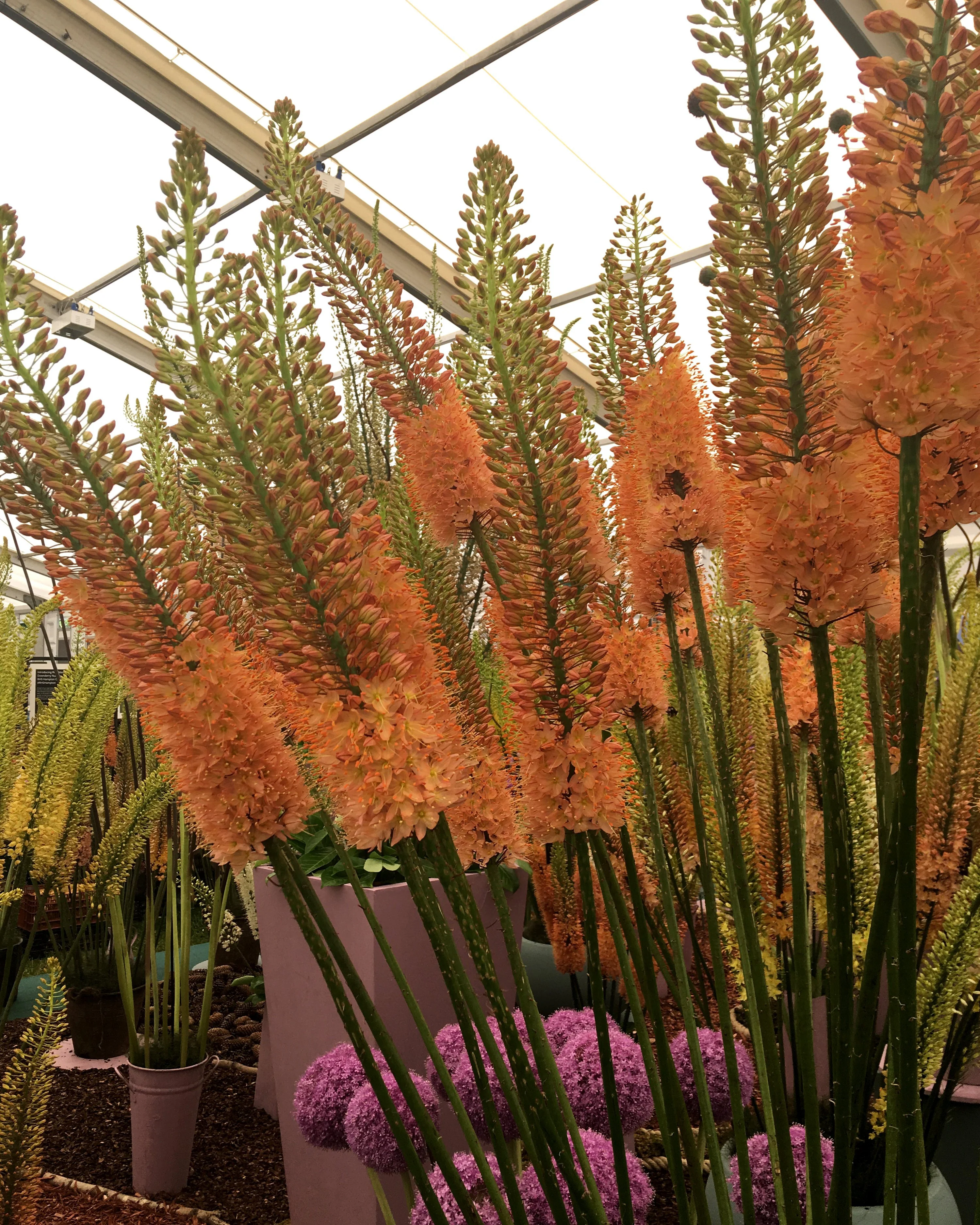Eremurus 'Cleopatra' - Image 7