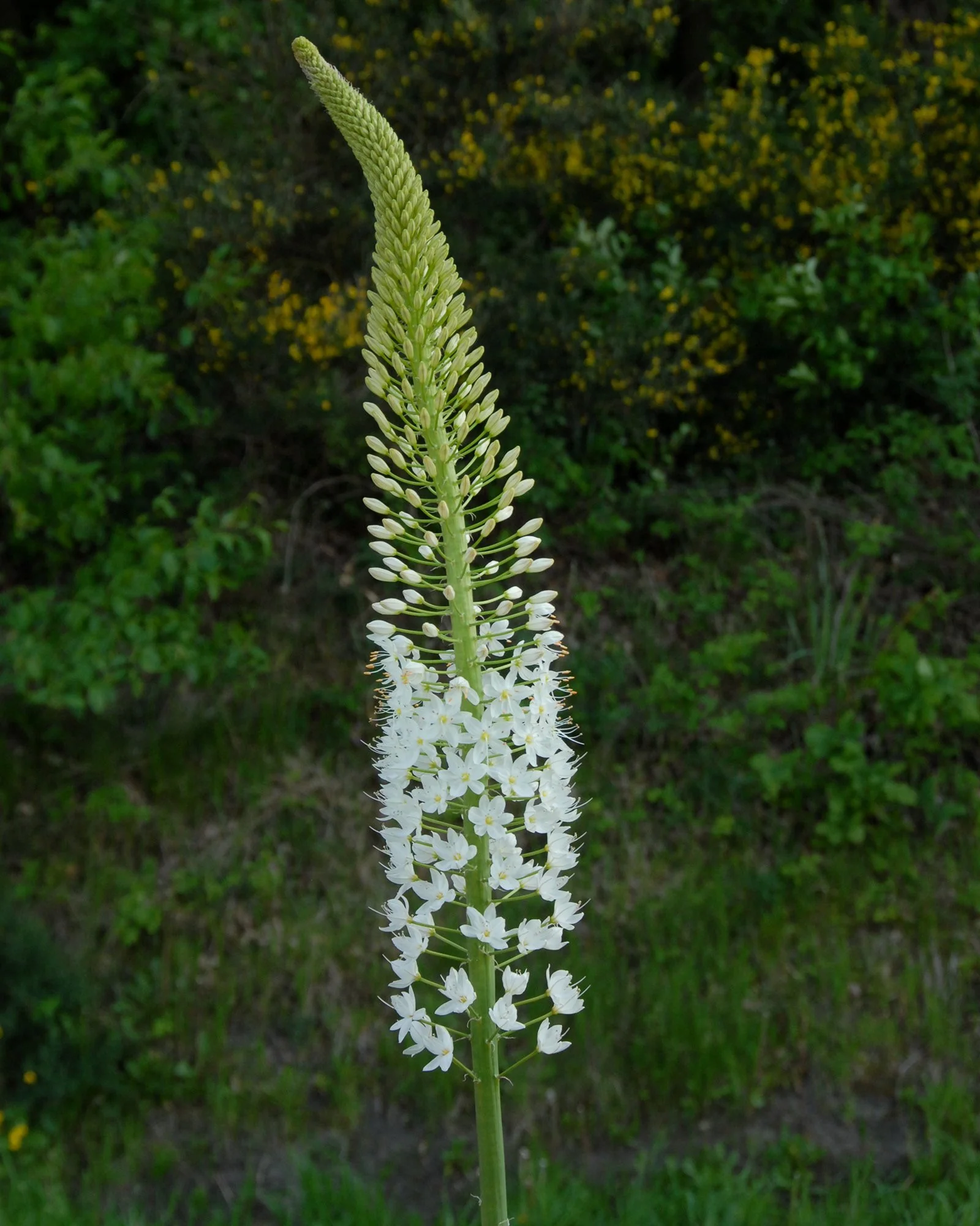 Eremurus himalaicus - Image 5