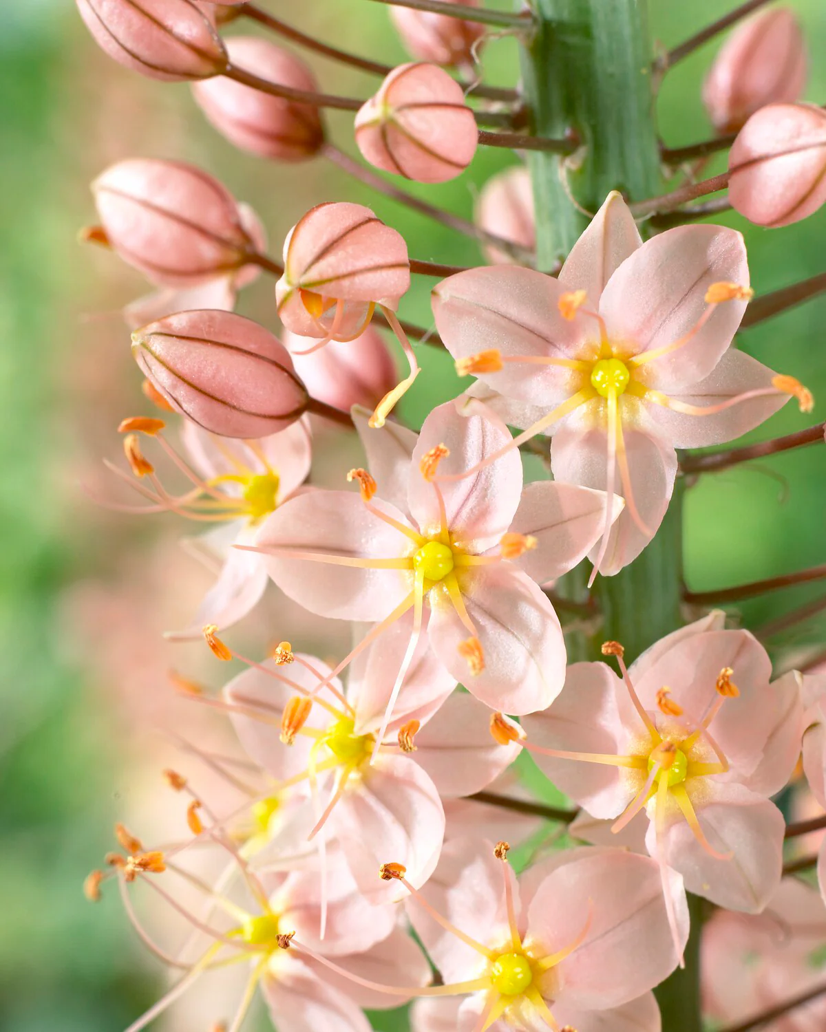 Eremurus 'Romance' - Image 2