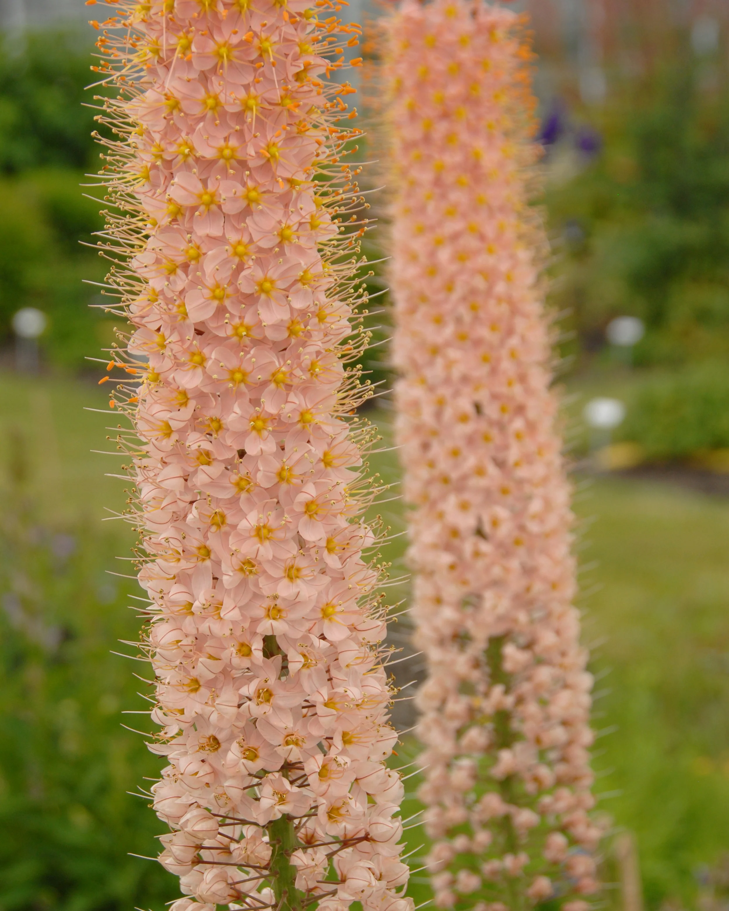 Eremurus 'Romance' - Image 3