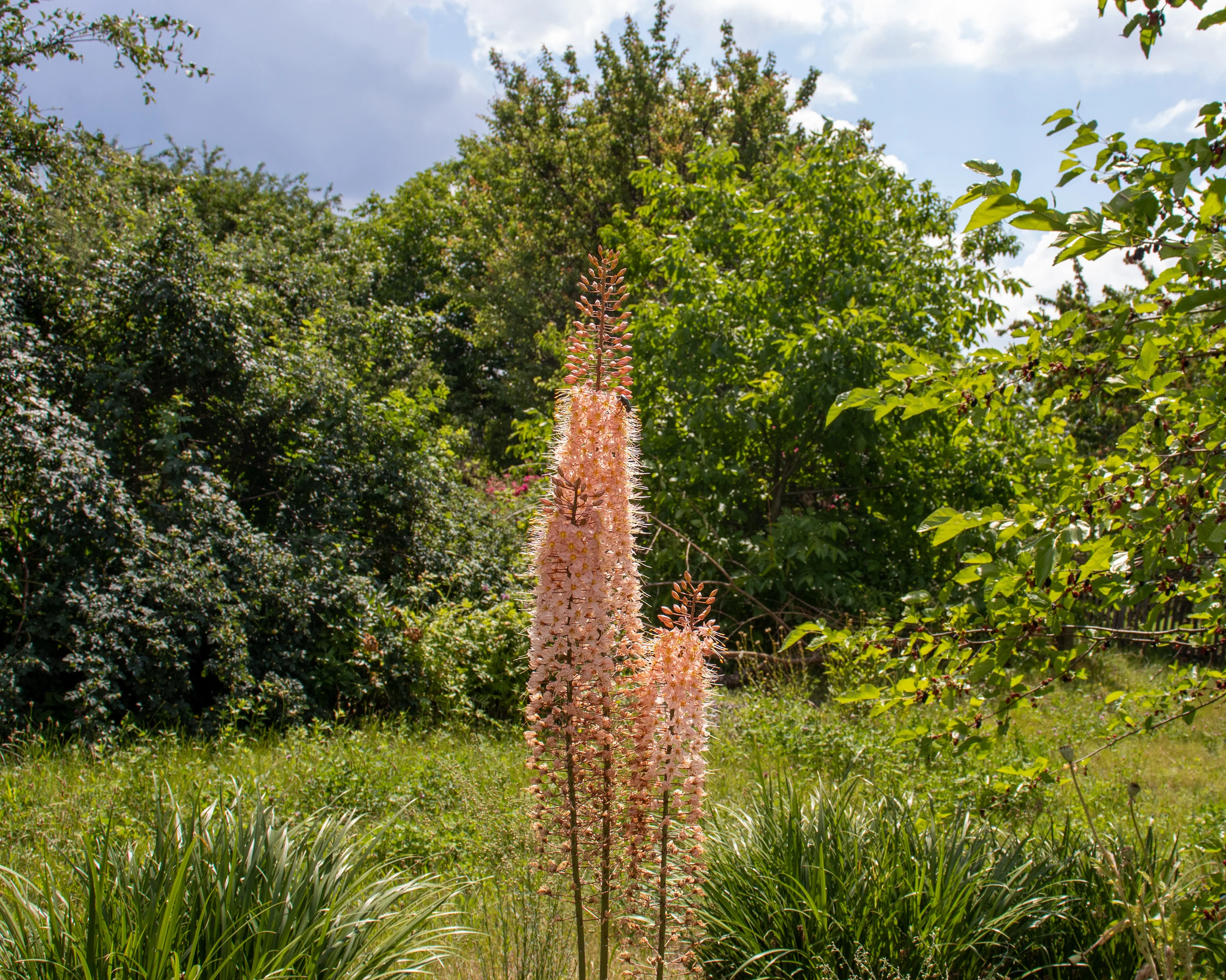 Eremurus 'Romance' - Image 6