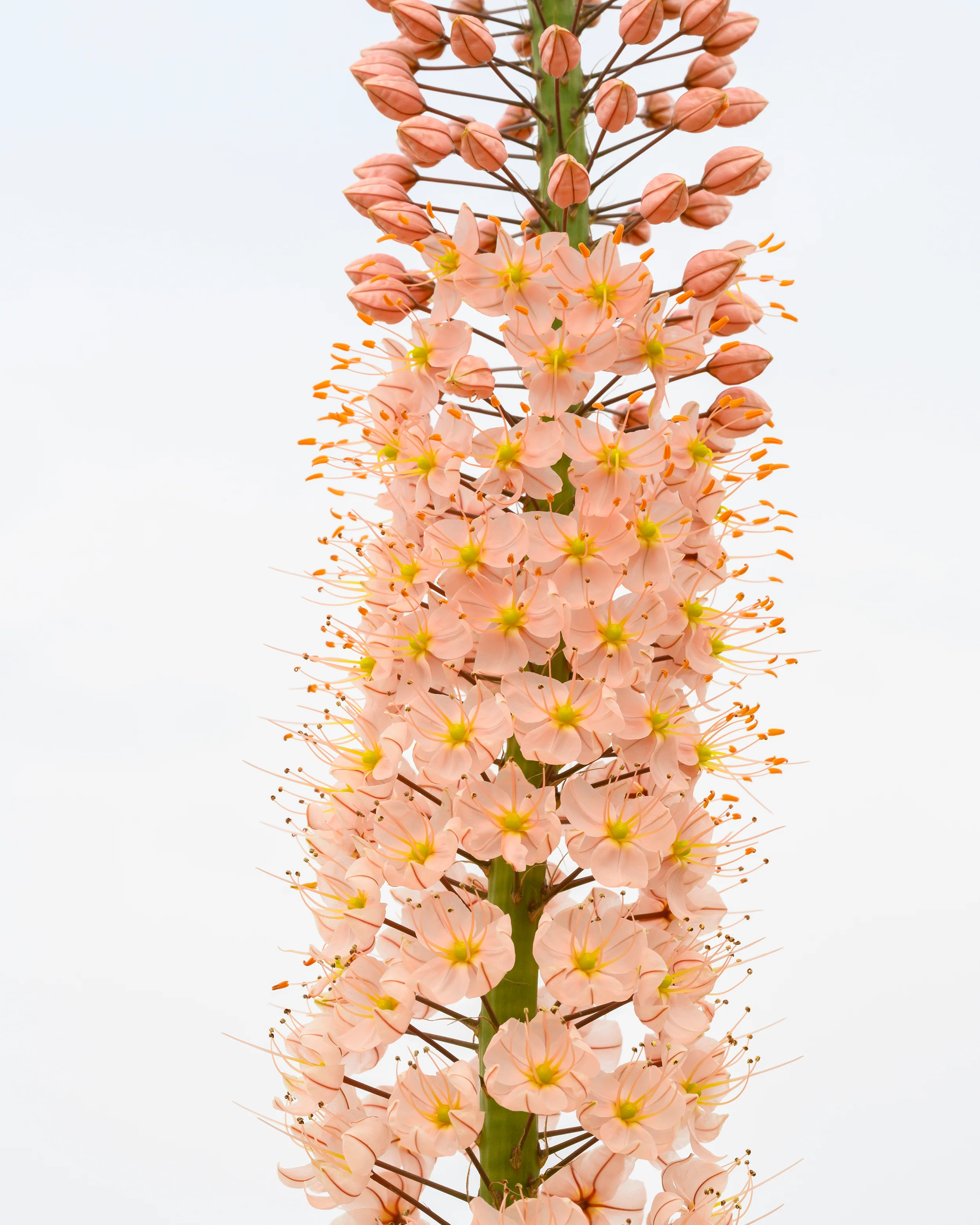 Eremurus 'Romance' - Image 8