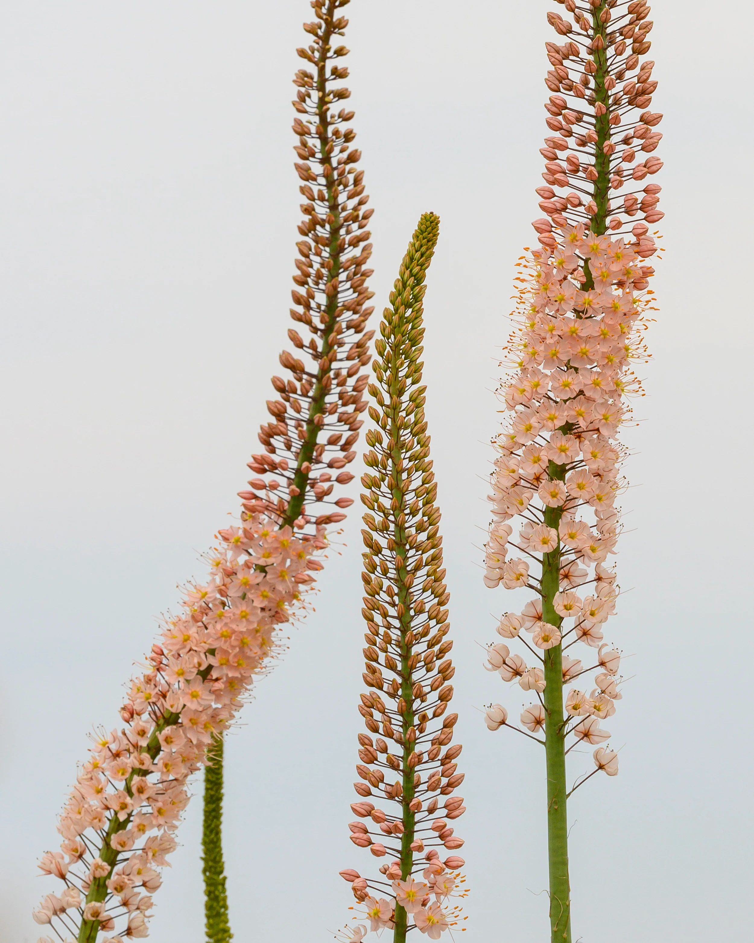 Eremurus 'Romance' - Image 9