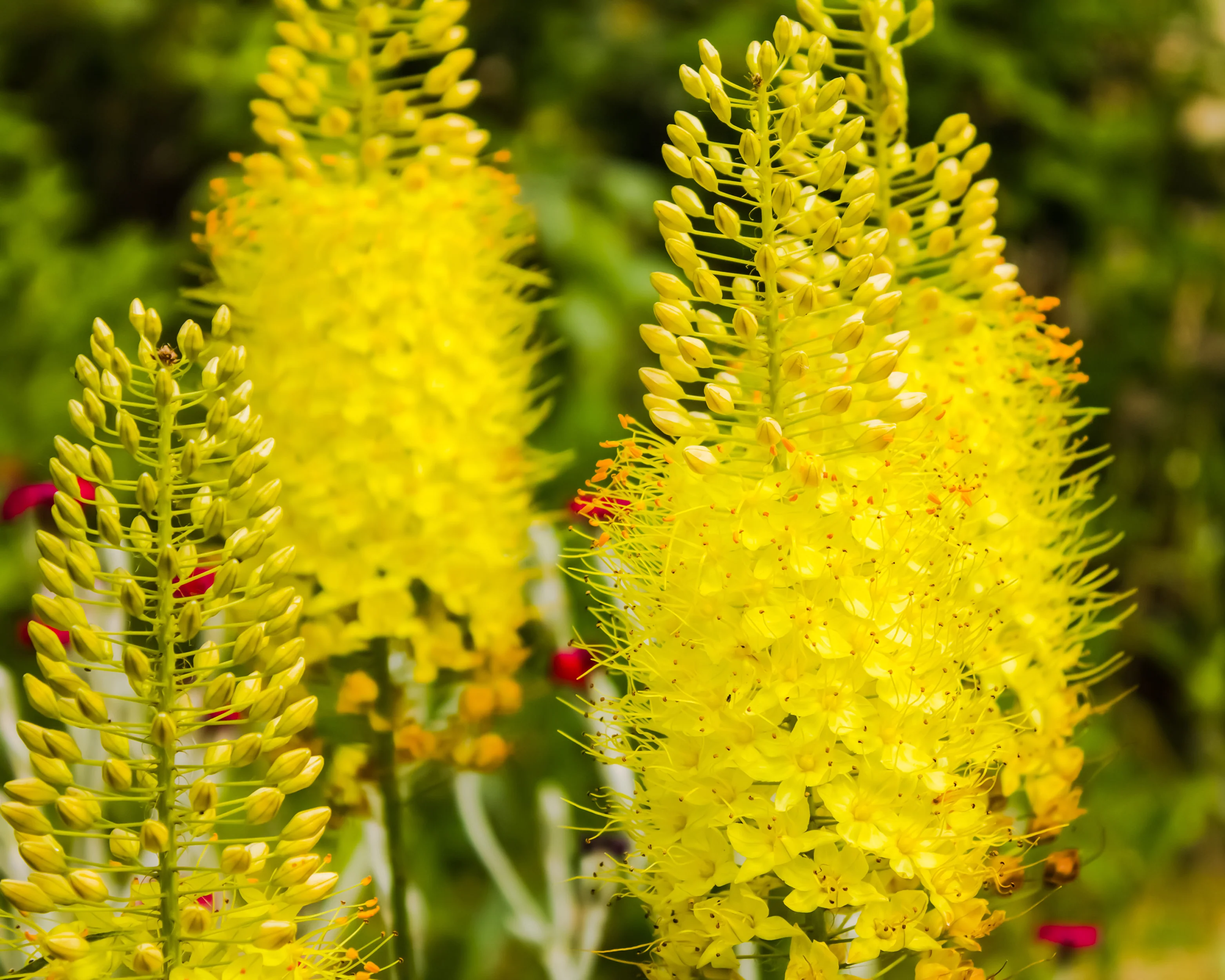 Eremurus 'Tap Dance' - Image 12