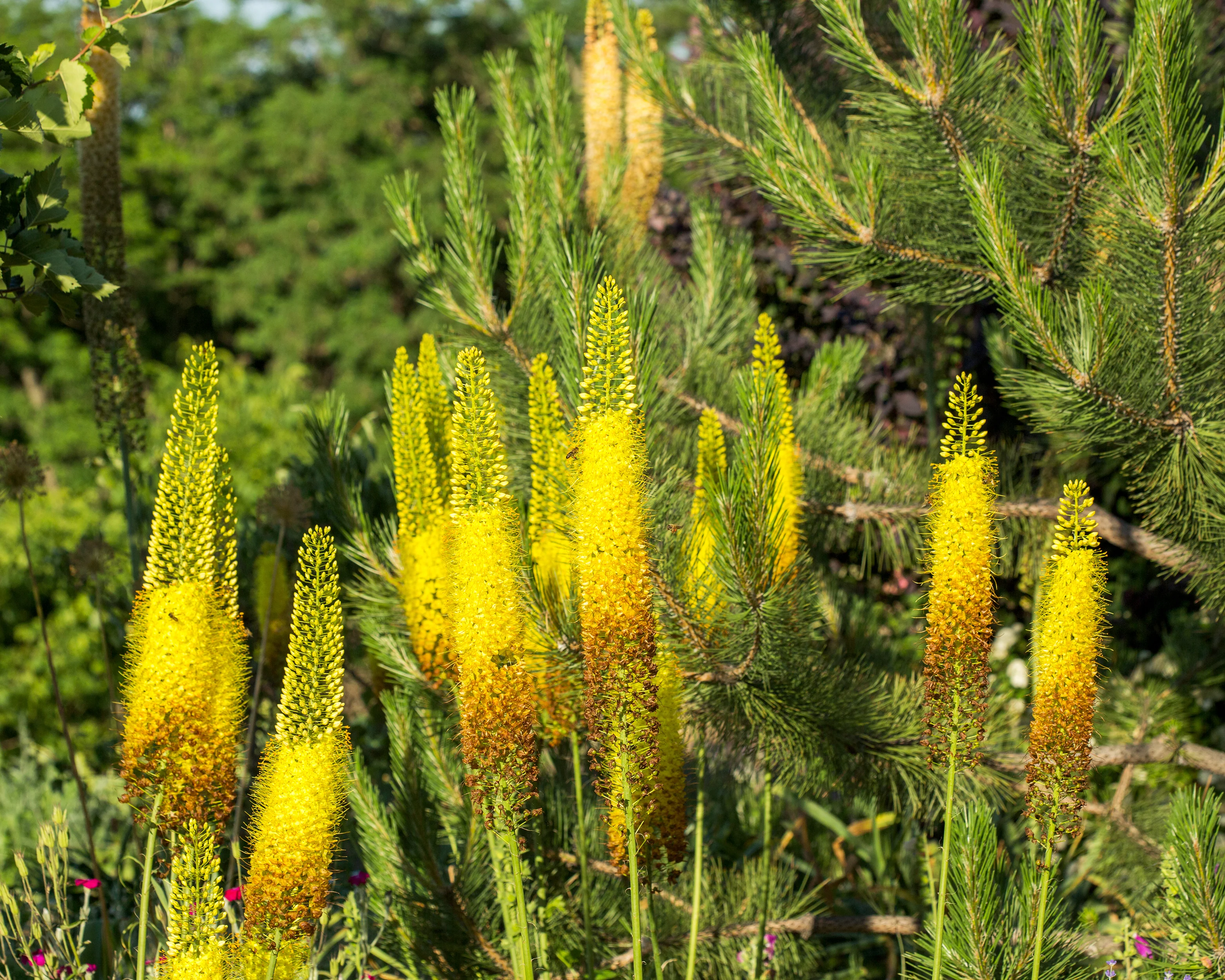 Eremurus 'Tap Dance' - Image 13