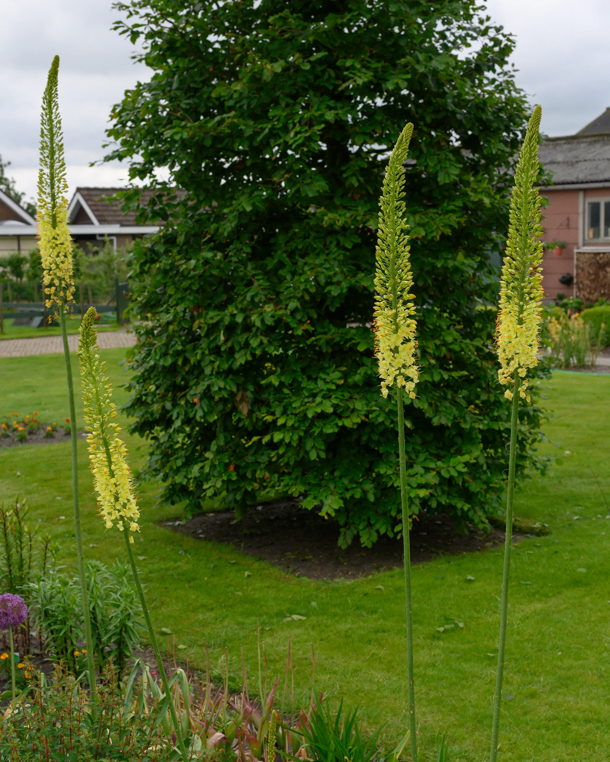 Eremurus 'Tap Dance' - Image 5