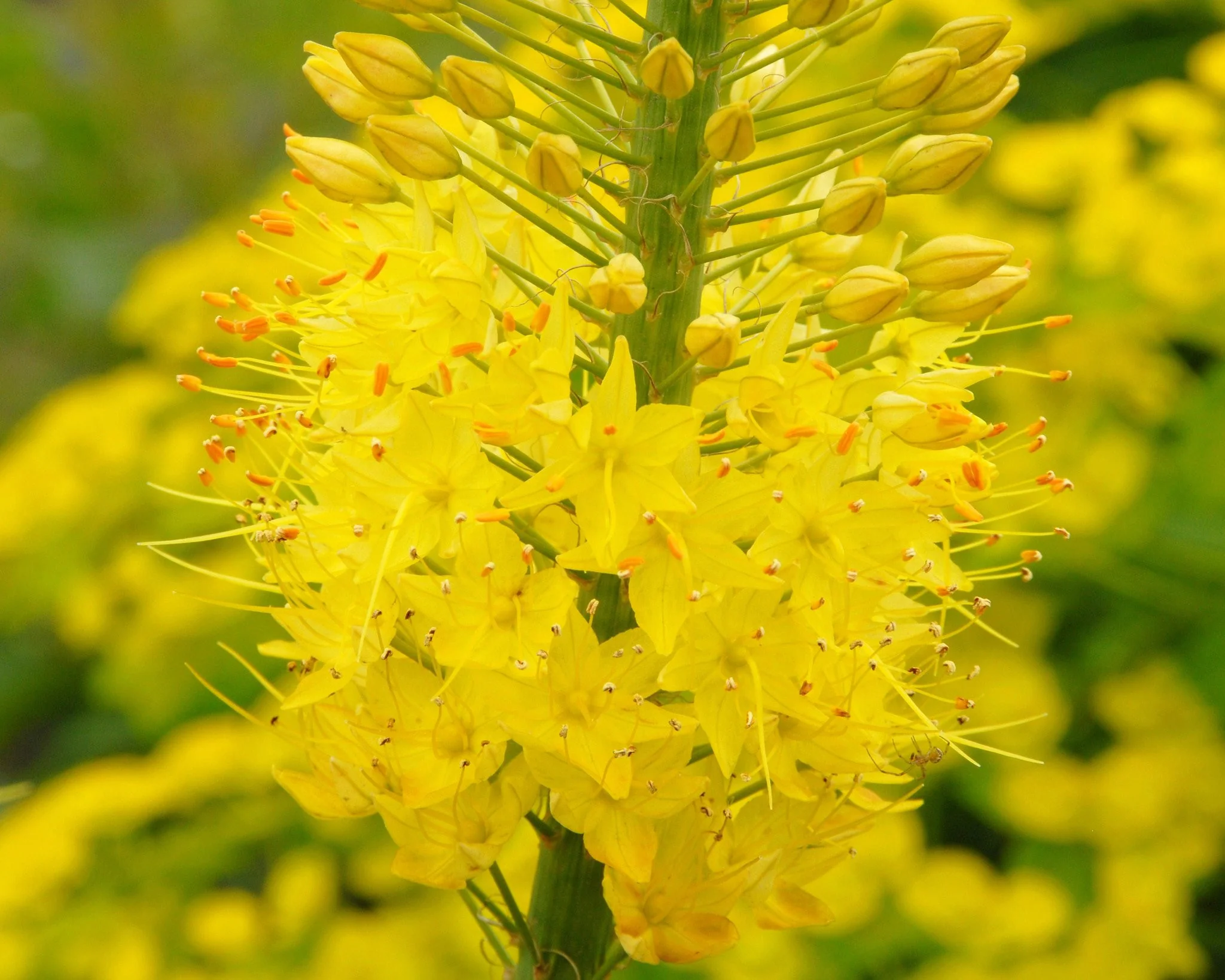 Eremurus 'Tap Dance' - Image 8