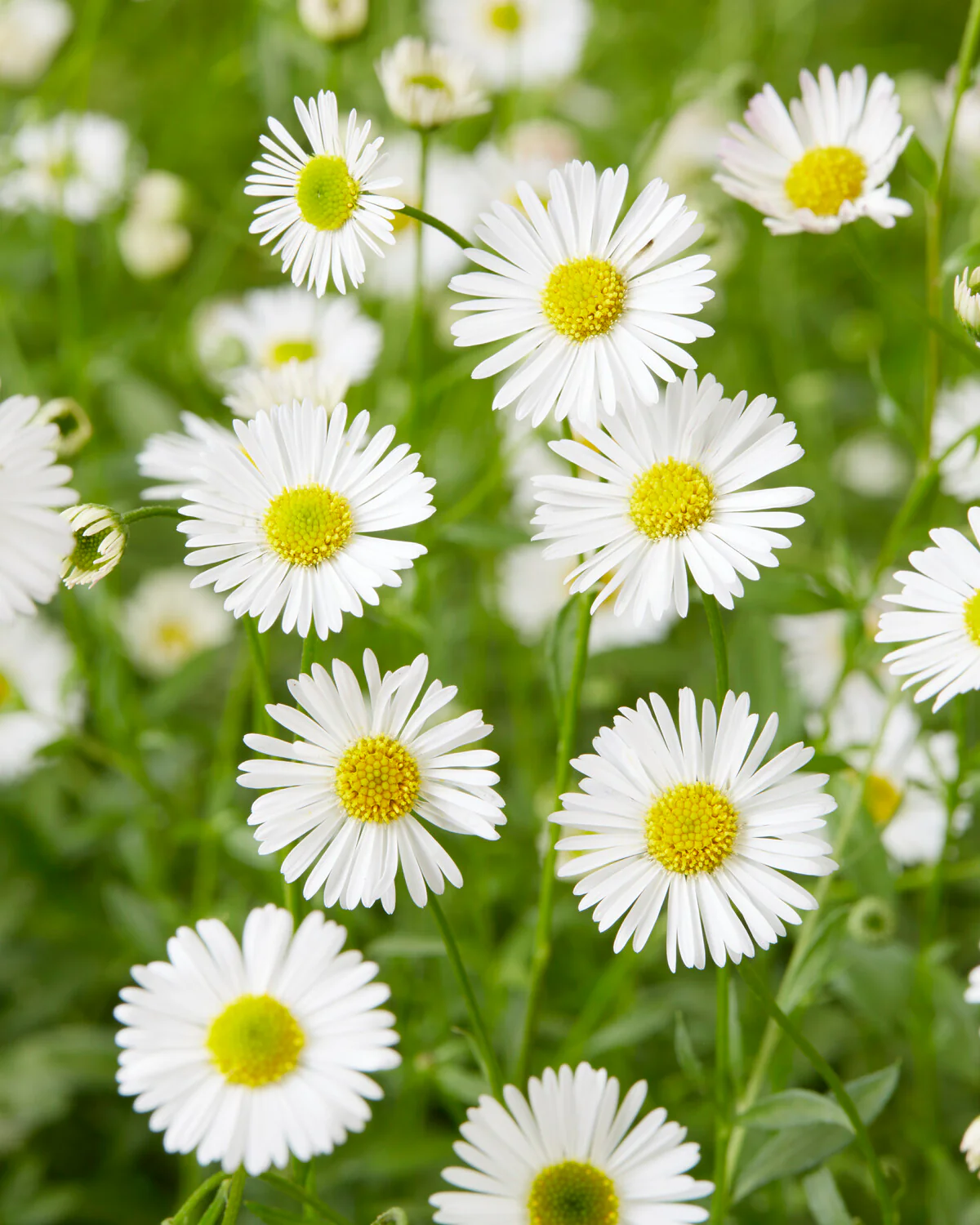 Erigeron karvinskianus - Image 2