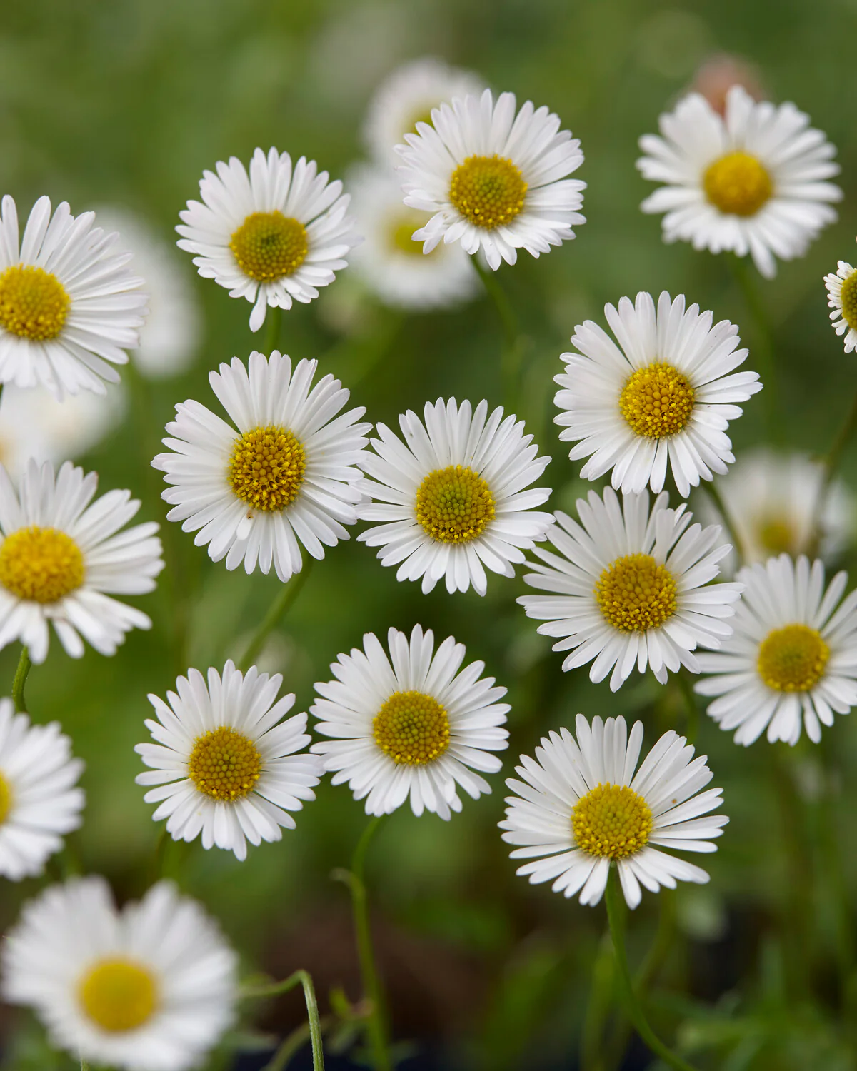 Erigeron karvinskianus - Image 4