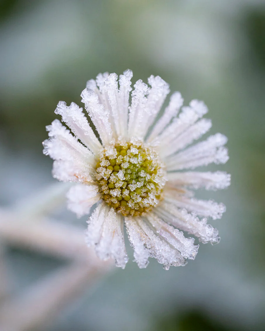 Erigeron karvinskianus - Image 7