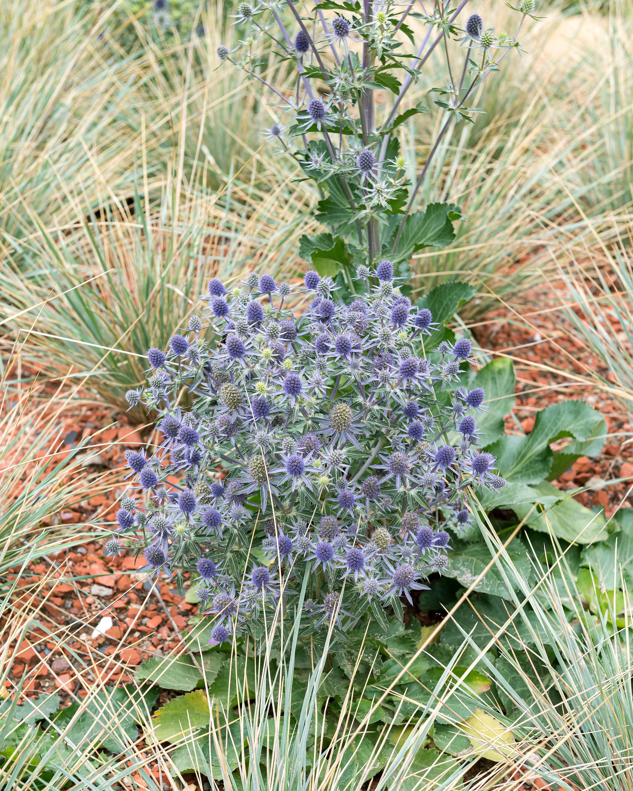Eryngium 'Blauer Zwerg' - Image 3
