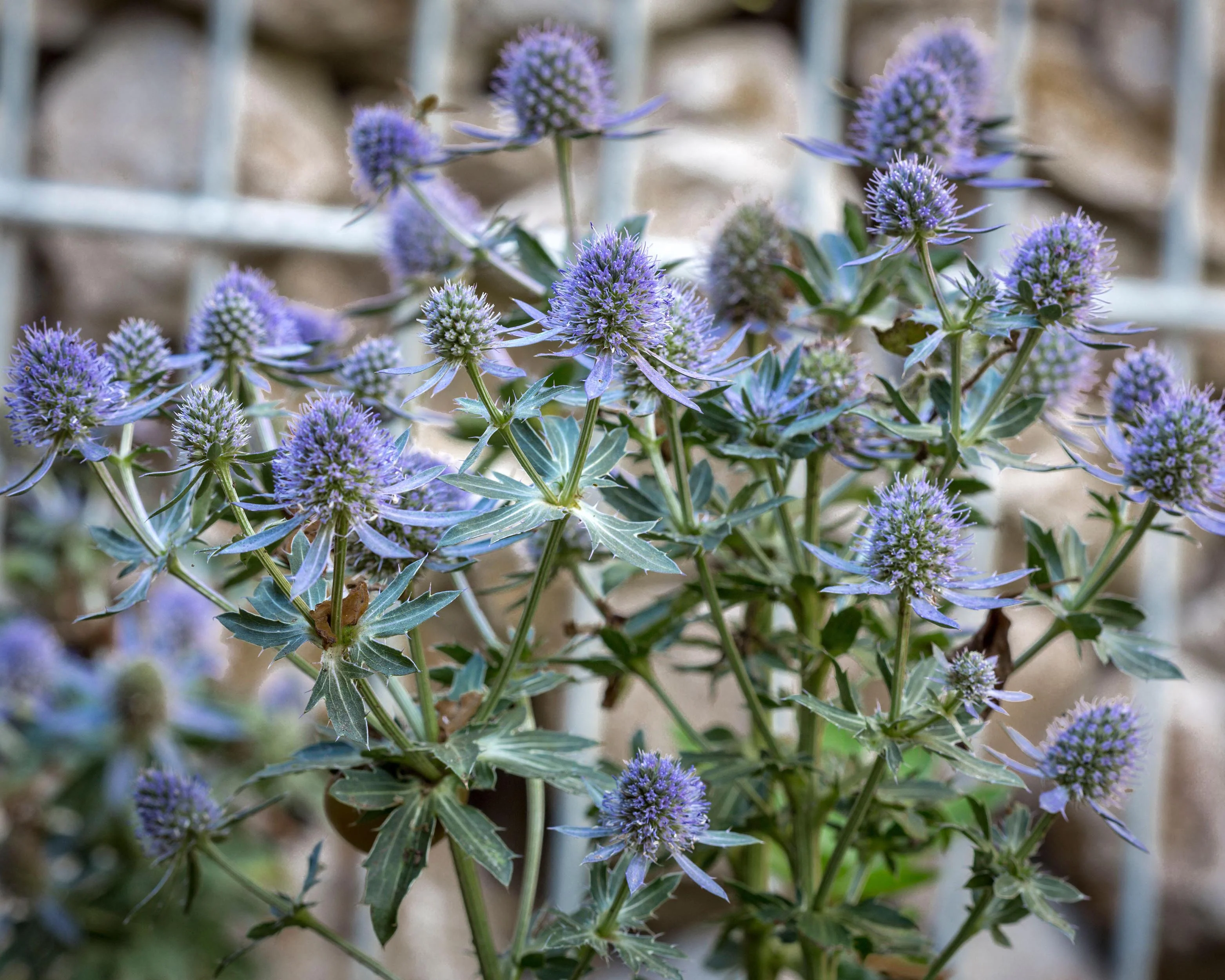Eryngium 'Blauer Zwerg' - Image 4