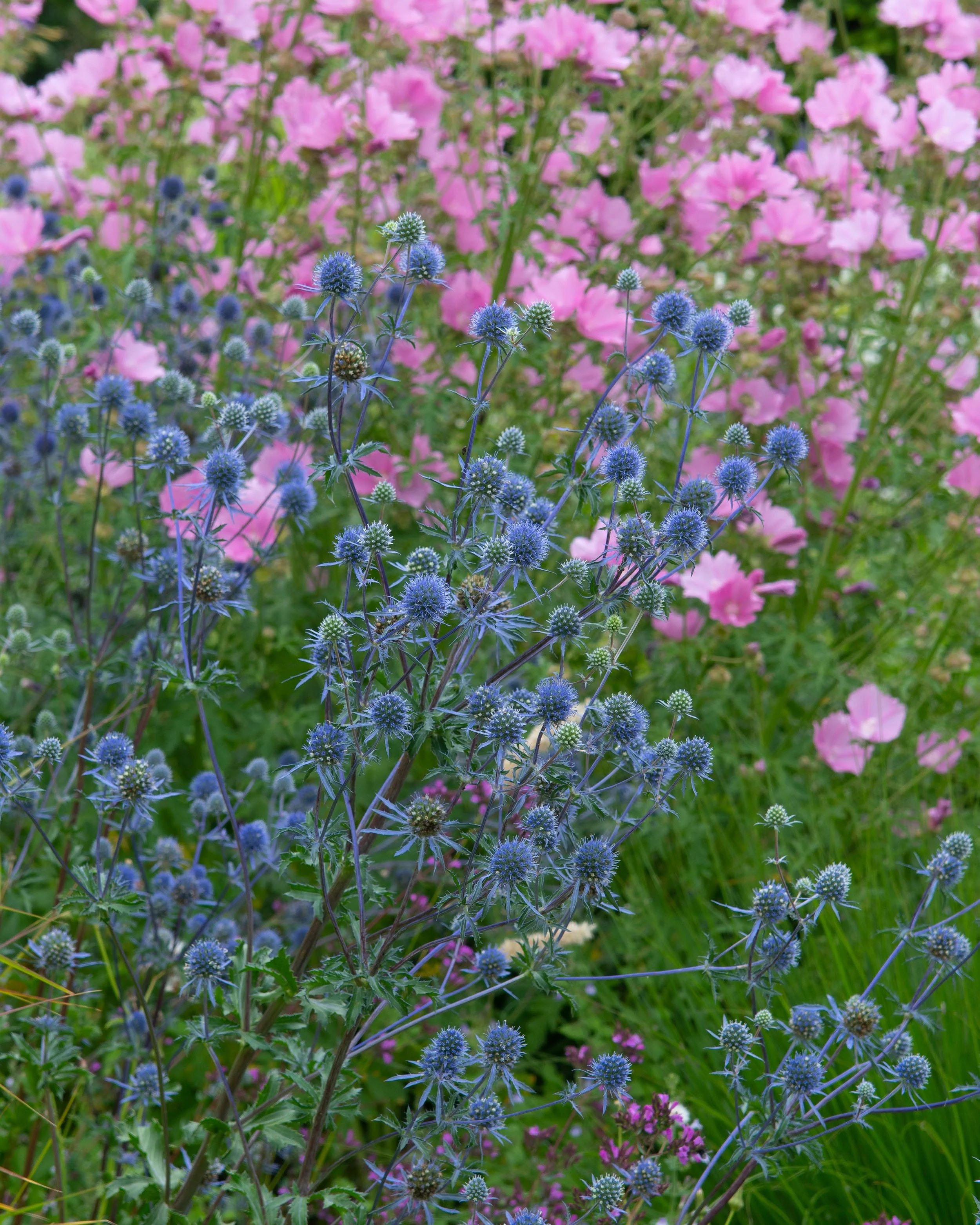 Eryngium 'Blauer Zwerg' - Image 6
