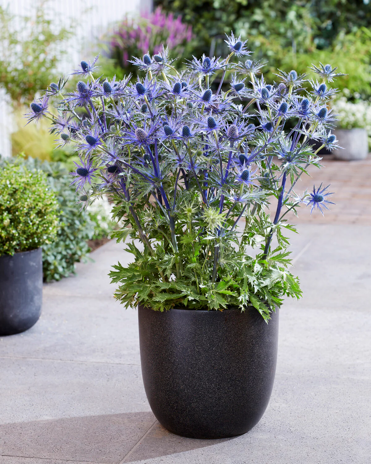 Eryngium 'Jos Eijking' - Image 4