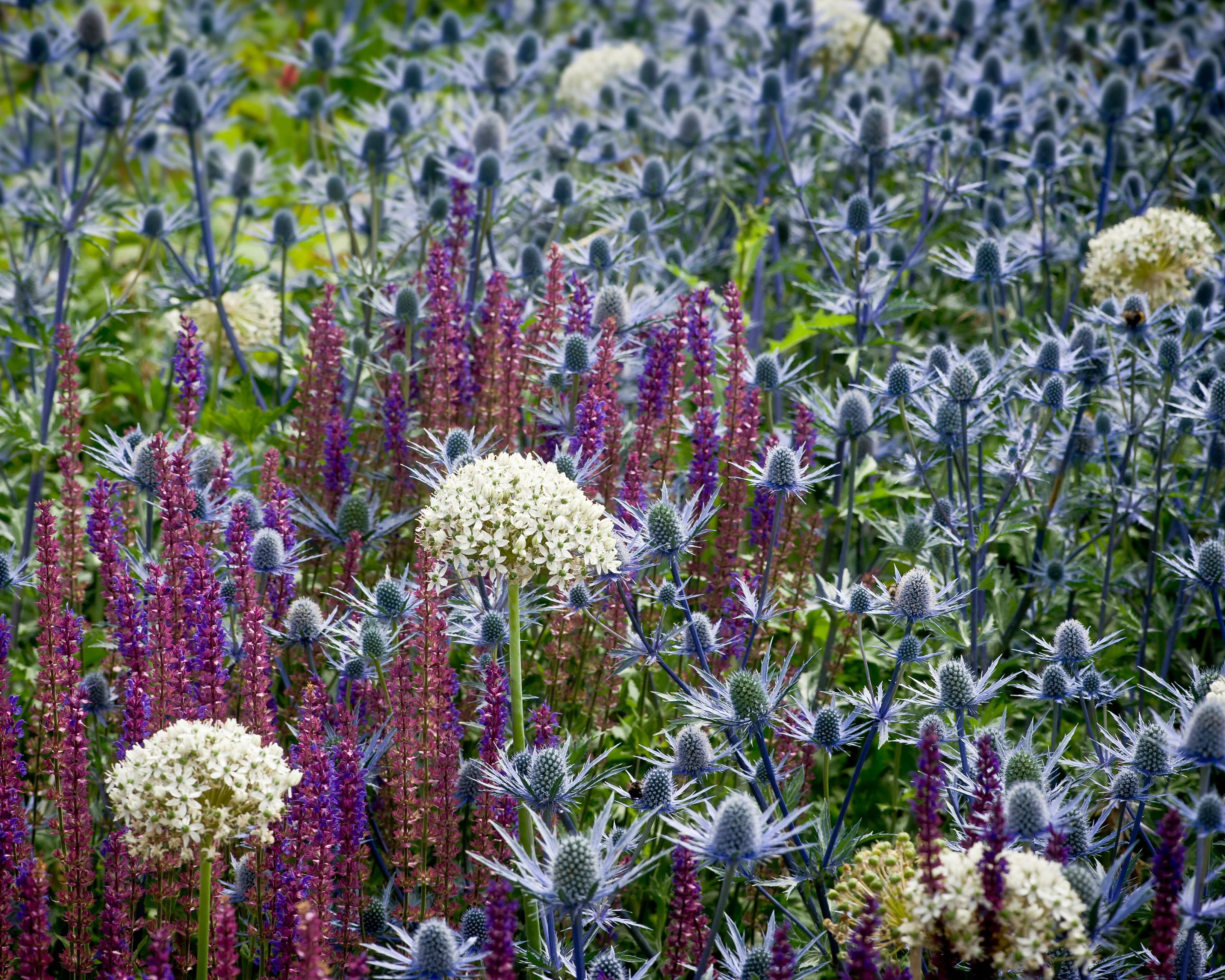 Eryngium 'Jos Eijking' - Image 7